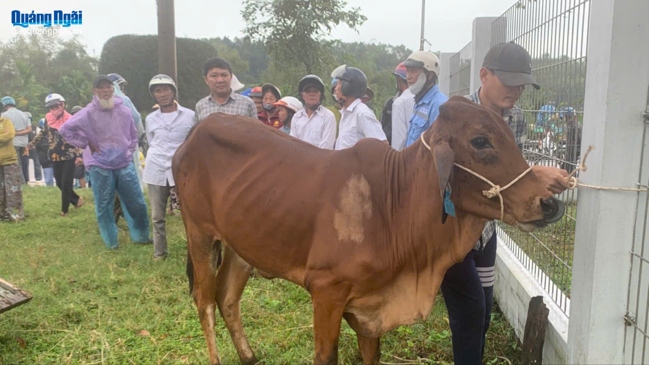 Hỗ trợ bò giống cho hộ nghèo, gia đình chính sách