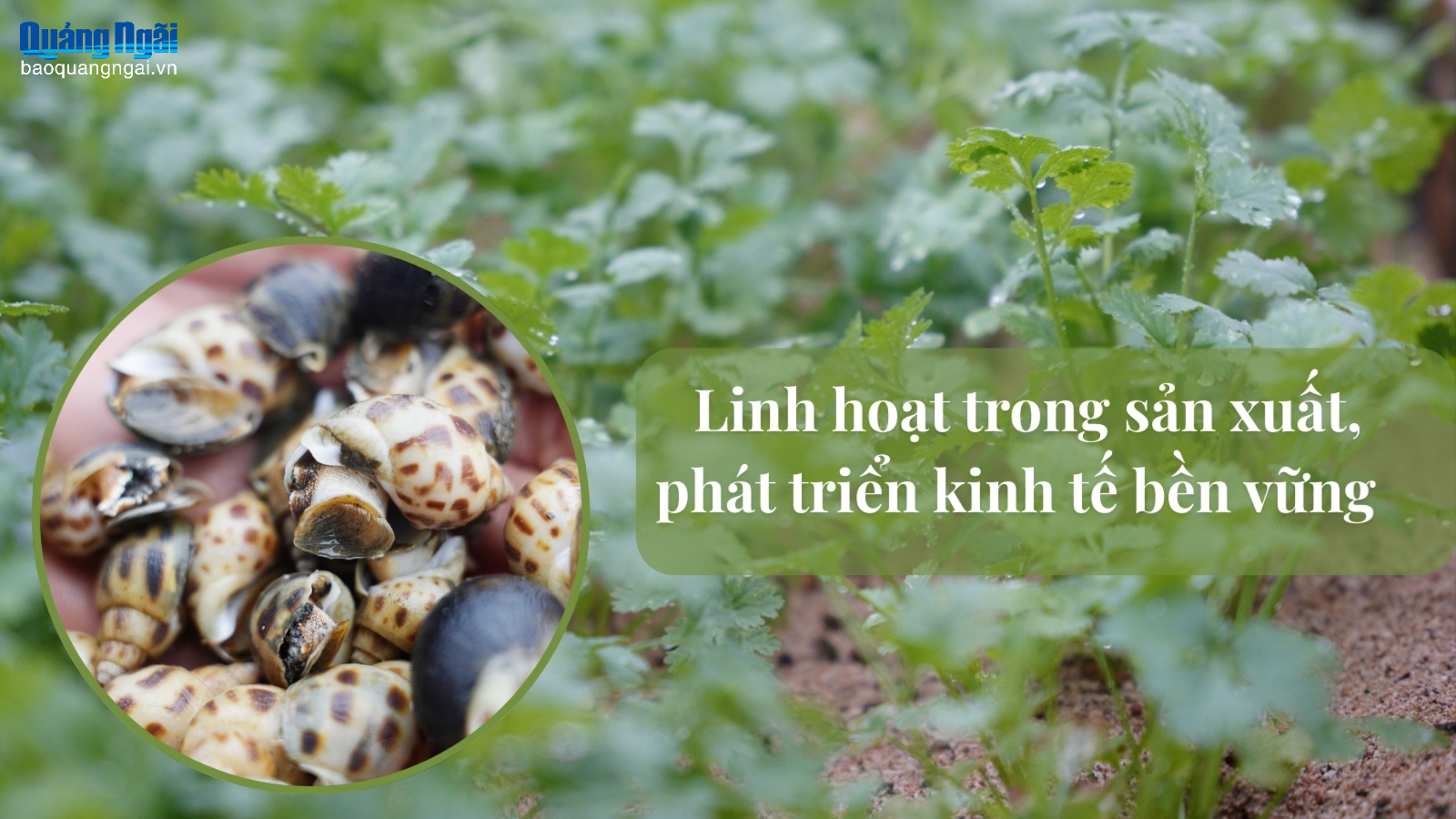 Linh hoạt trong sản xuất, phát triển kinh tế gia đình