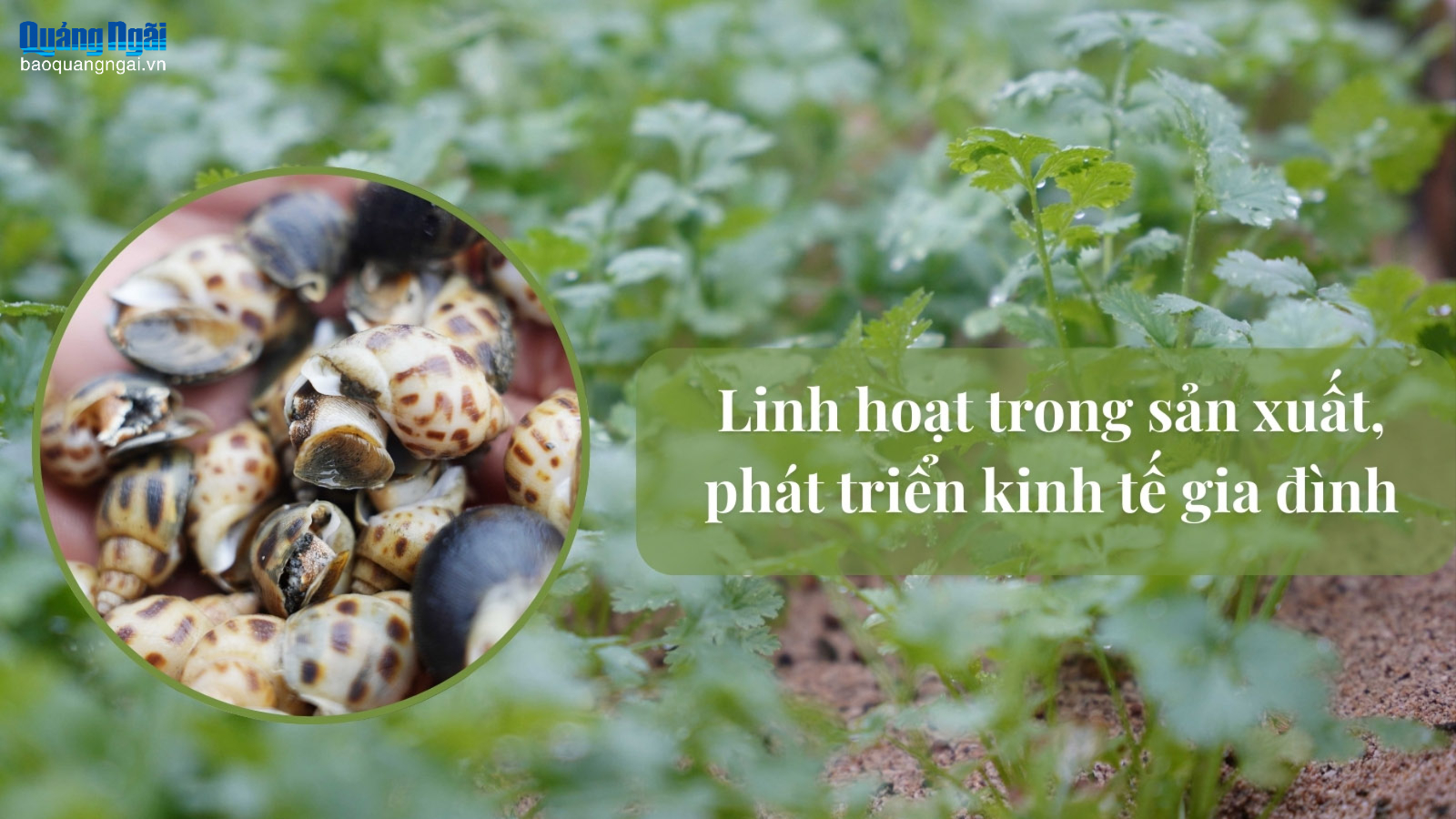 Linh hoạt trong sản xuất, phát triển kinh tế gia đình