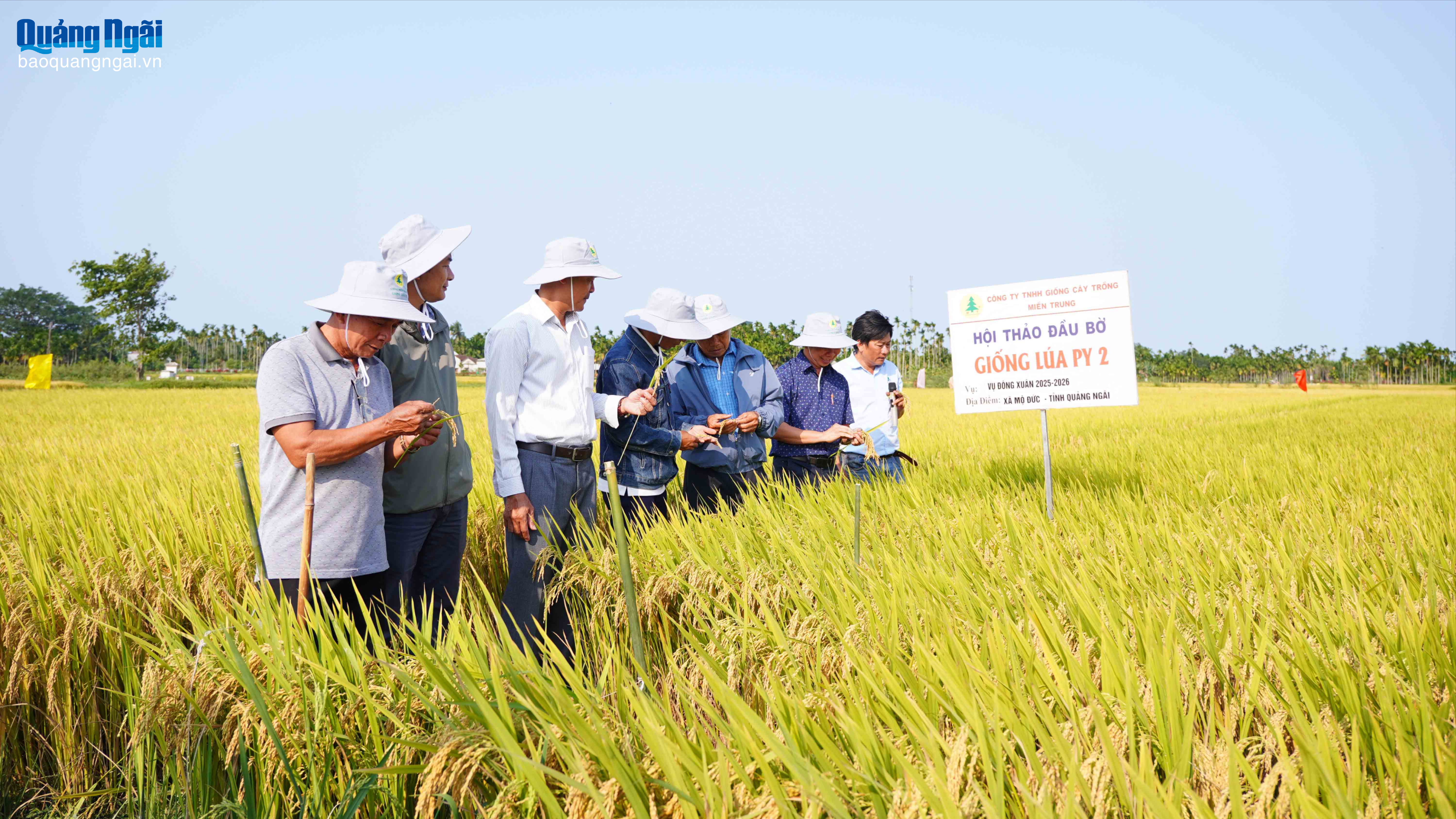 Hội thảo đầu bờ giống lúa PY2