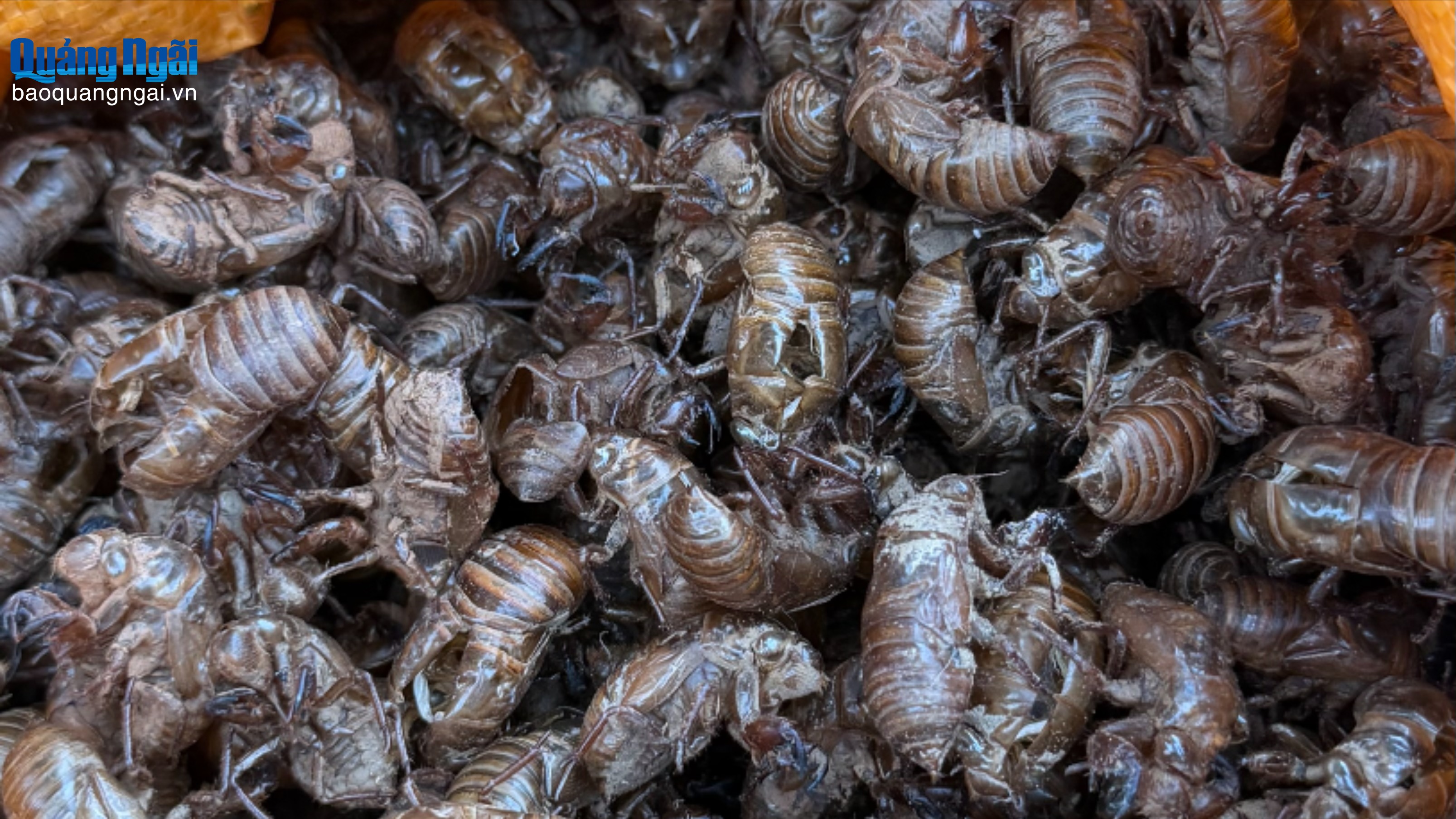 Kiếm tiền triệu mỗi ngày nhờ nhặt vỏ xác ve sầu