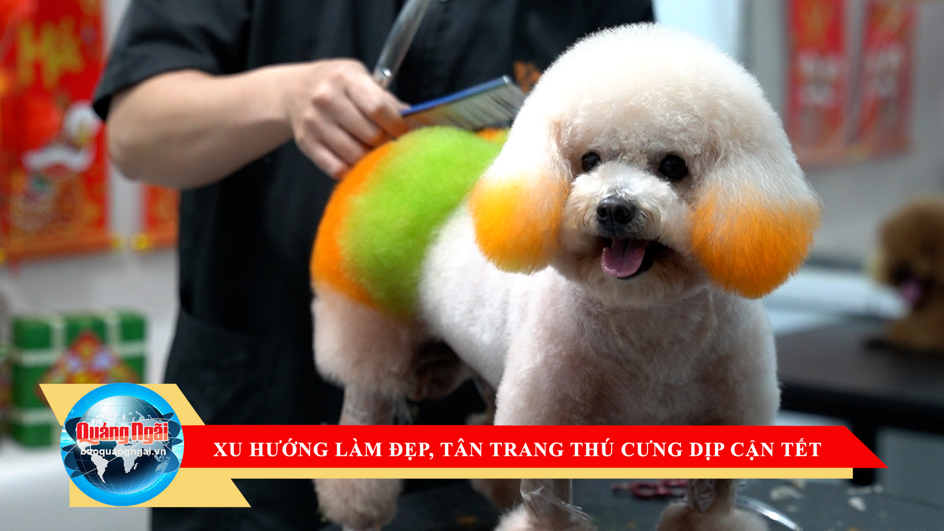 [Video]. Xu hướng làm đẹp, tân trang thú cưng dịp cận Tết