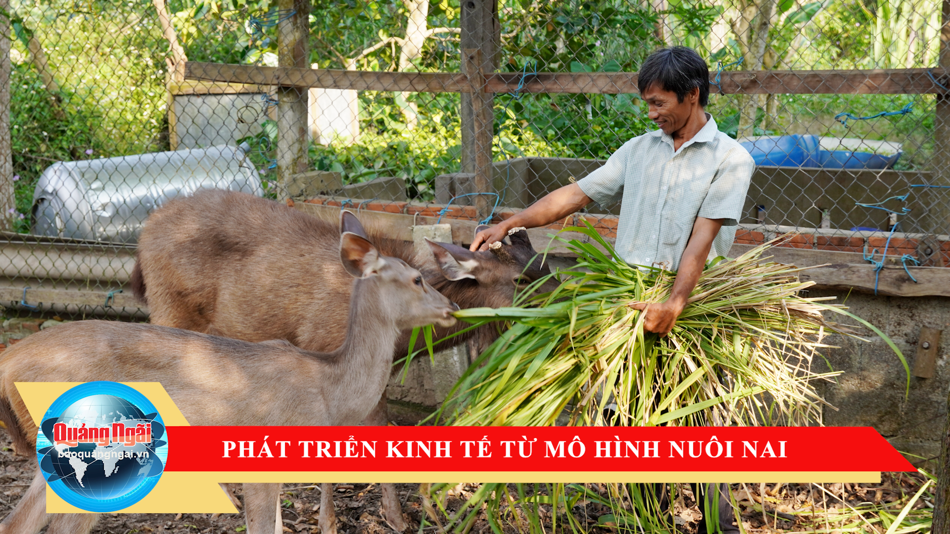 [Video]. Phát triển kinh tế từ mô hình nuôi nai