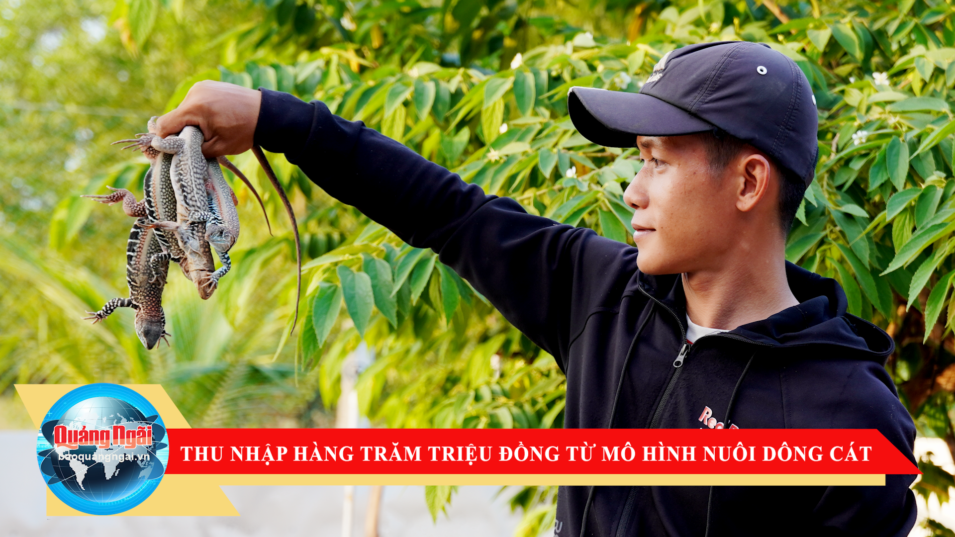 [Video]. Thu nhập hàng trăm triệu đồng từ mô hình nuôi dông cát