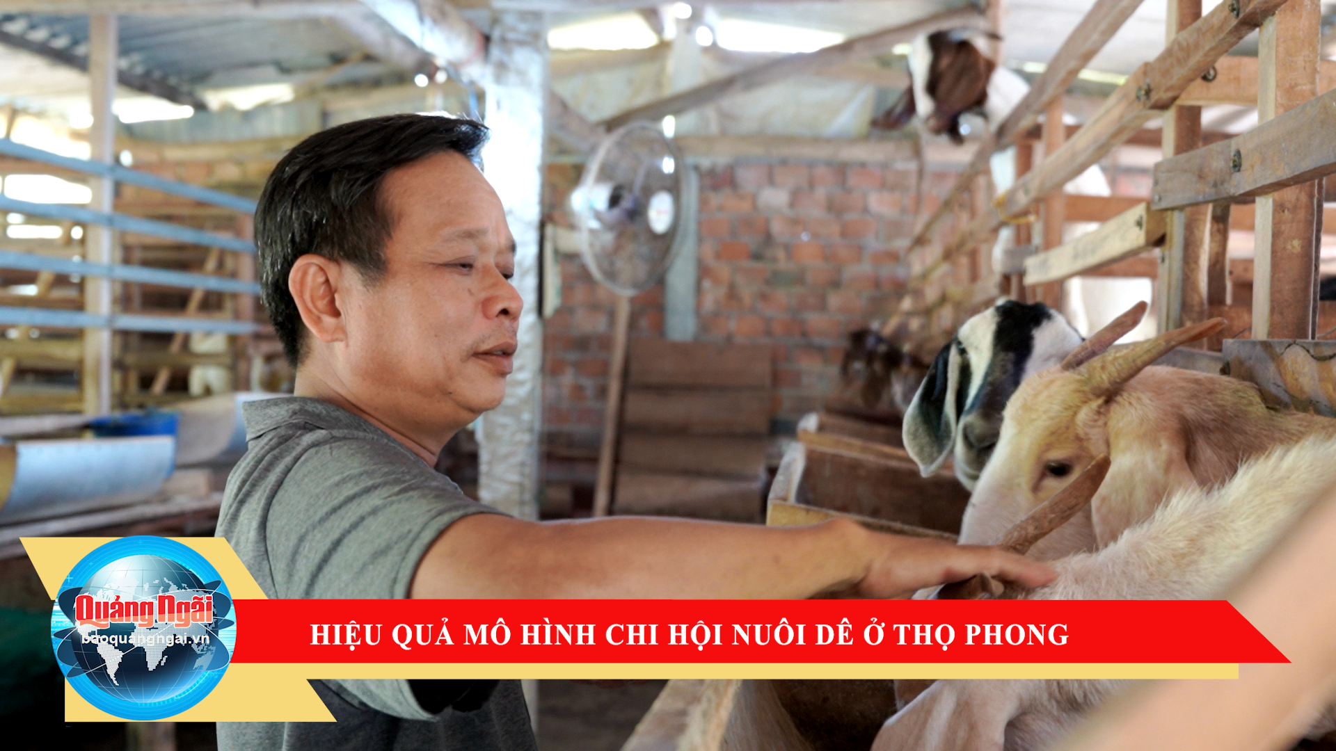 [Video]. Hiệu quả mô hình chi hội nuôi dê ở Thọ Phong