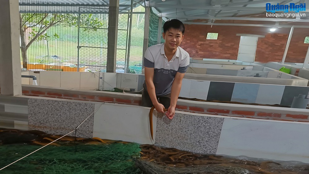 Phát triển kinh tế từ mô hình nuôi lươn không bùn