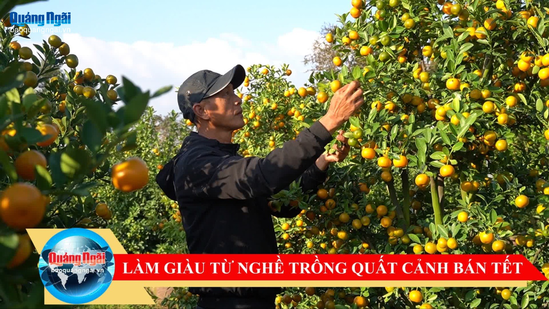 [Video]. Làm giàu từ nghề trồng quất cảnh bán Tết