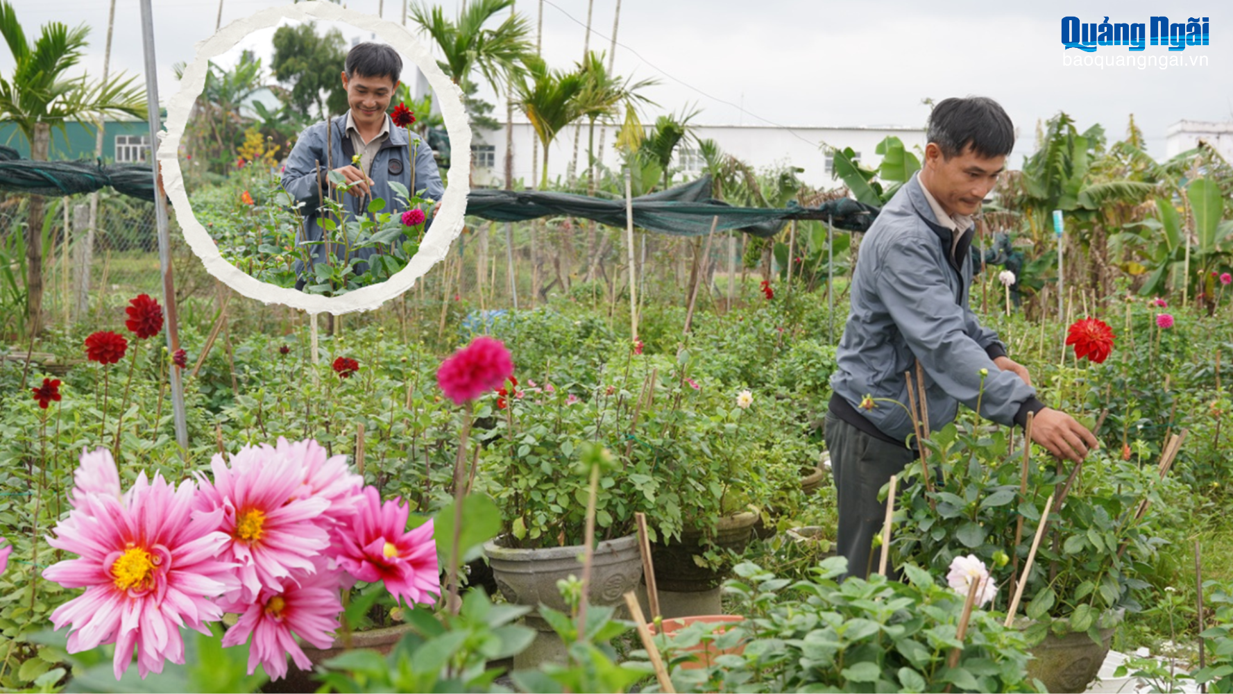 Chọn lối đi riêng từ hoa thược dược giống ngoại