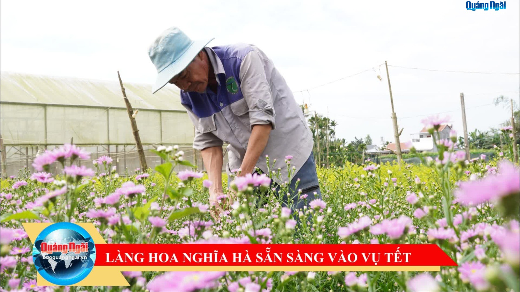 [Video]. Làng hoa Nghĩa Hà sẵn sàng vào vụ Tết