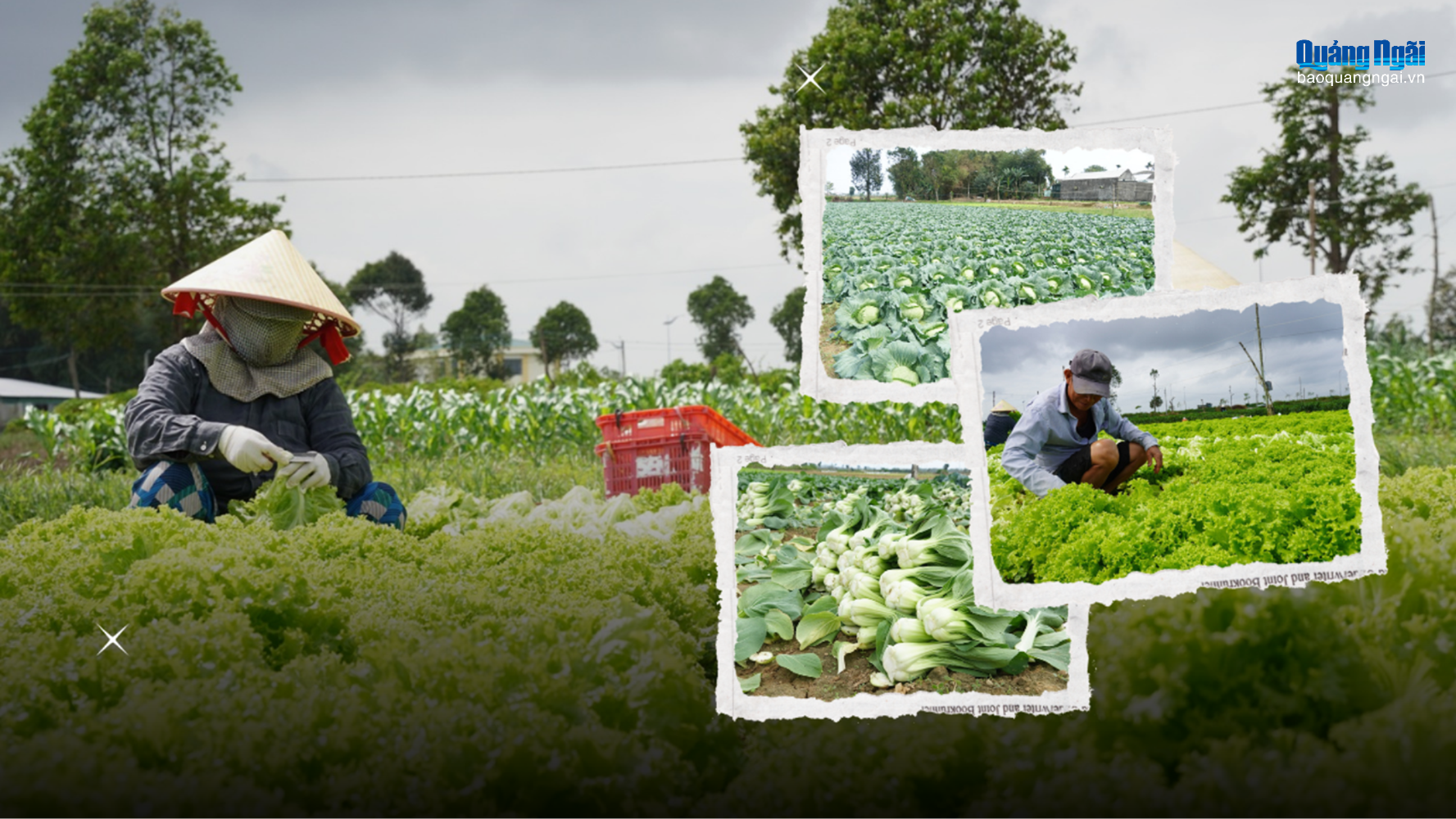 Rau xanh giảm giá mạnh