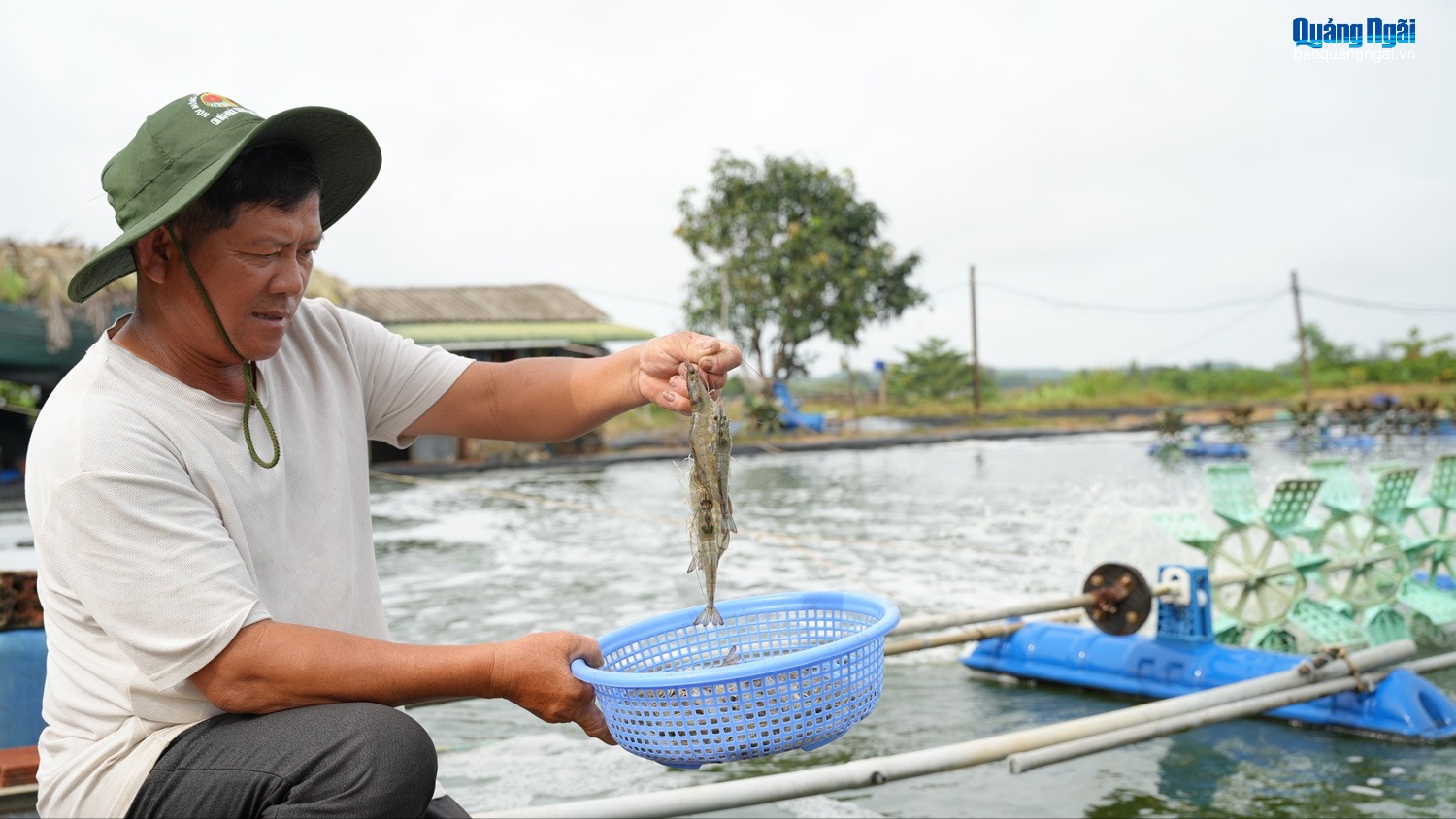 Phát triển kinh tế từ liên kết nuôi tôm