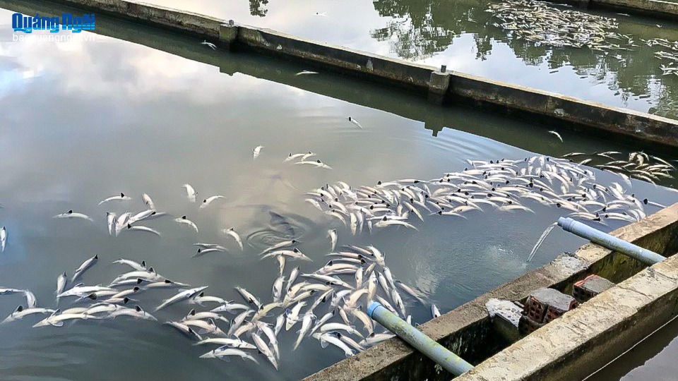 Mưa lớn làm chết hơn 40 tấn cá tầm tại xã Măng Đen