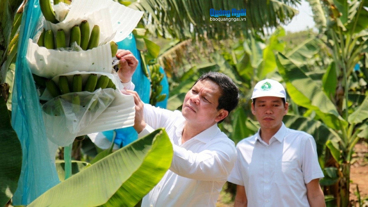 Chủ tịch HĐND tỉnh Nguyễn Đức Tuy kiểm tra, khảo sát mô hình chuối Nam Mỹ tại Măng Đen