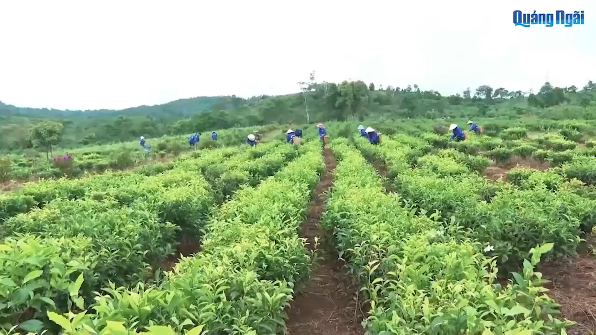 [Video]. Bản tin Đưa Nghị quyết vào cuộc sống (Số 36)