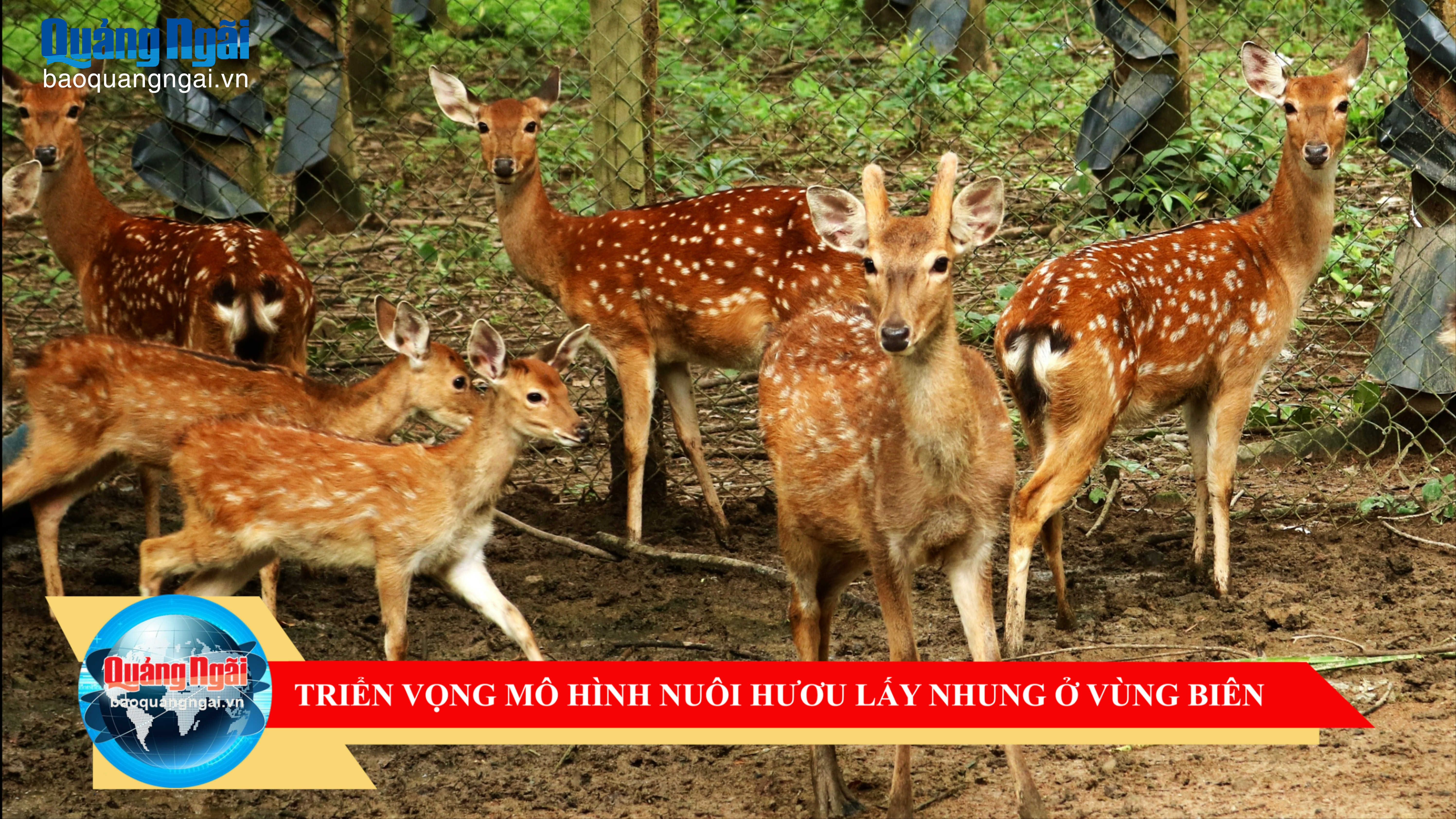 Triển vọng mô hình nuôi hươu lấy nhung ở vùng biên