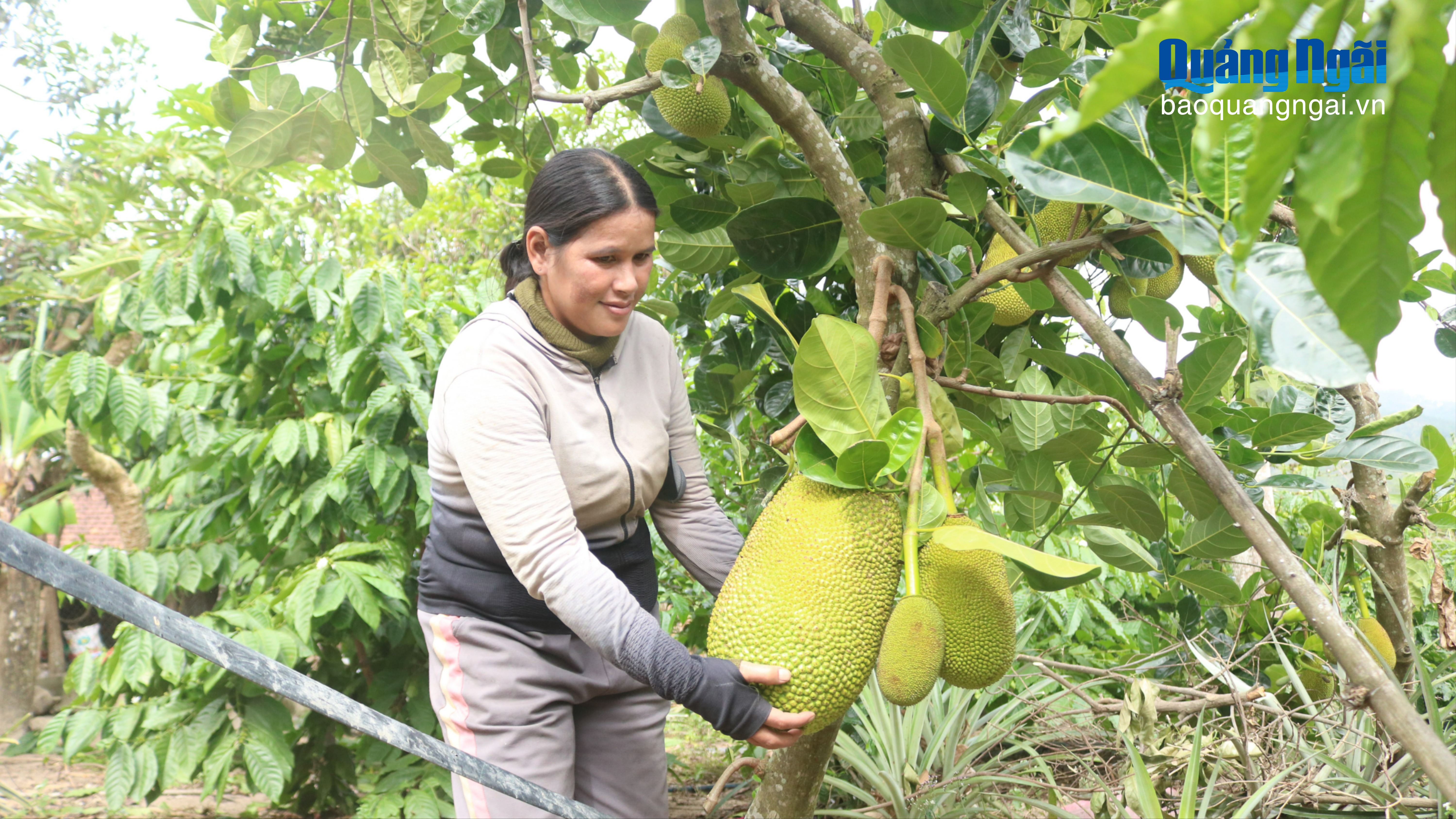 Mô hình sinh kế mở đường thoát nghèo bền vững