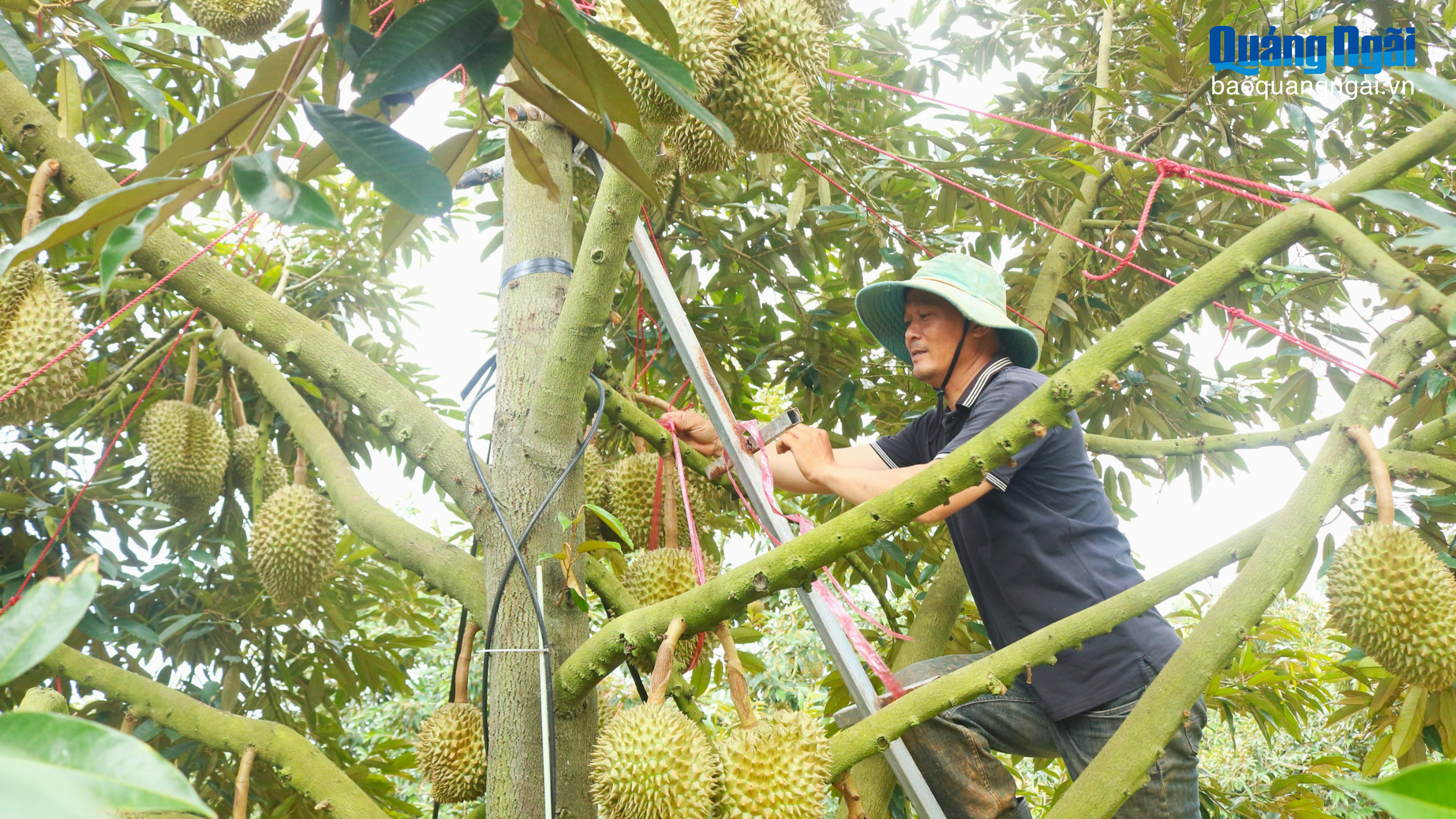Nông dân chạy đua bảo vệ quả sầu riêng
