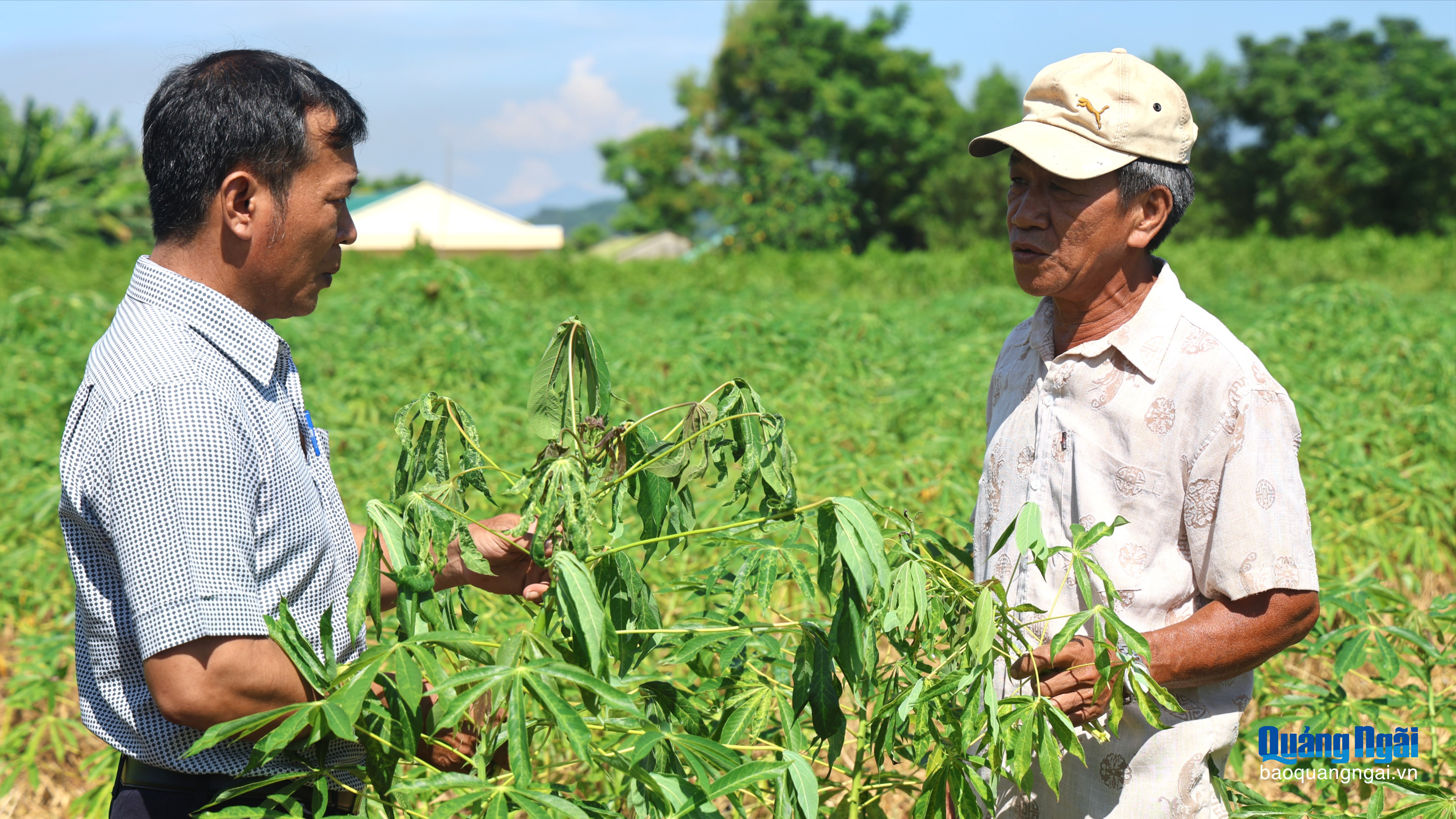 Giải pháp ứng phó bệnh khảm lá mì