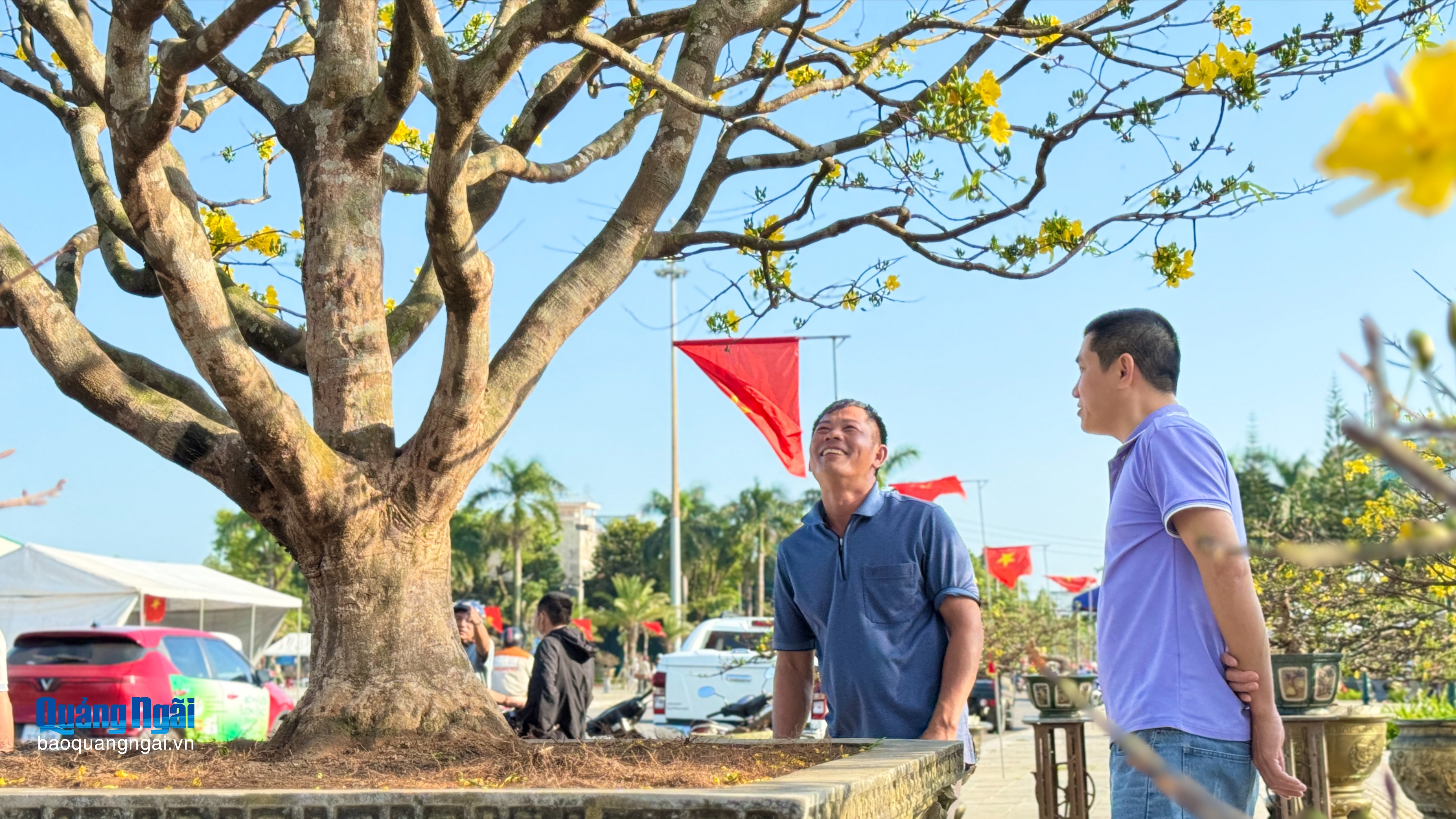 Chiêm ngưỡng cội mai vàng độc, đẹp ở chợ hoa xuân