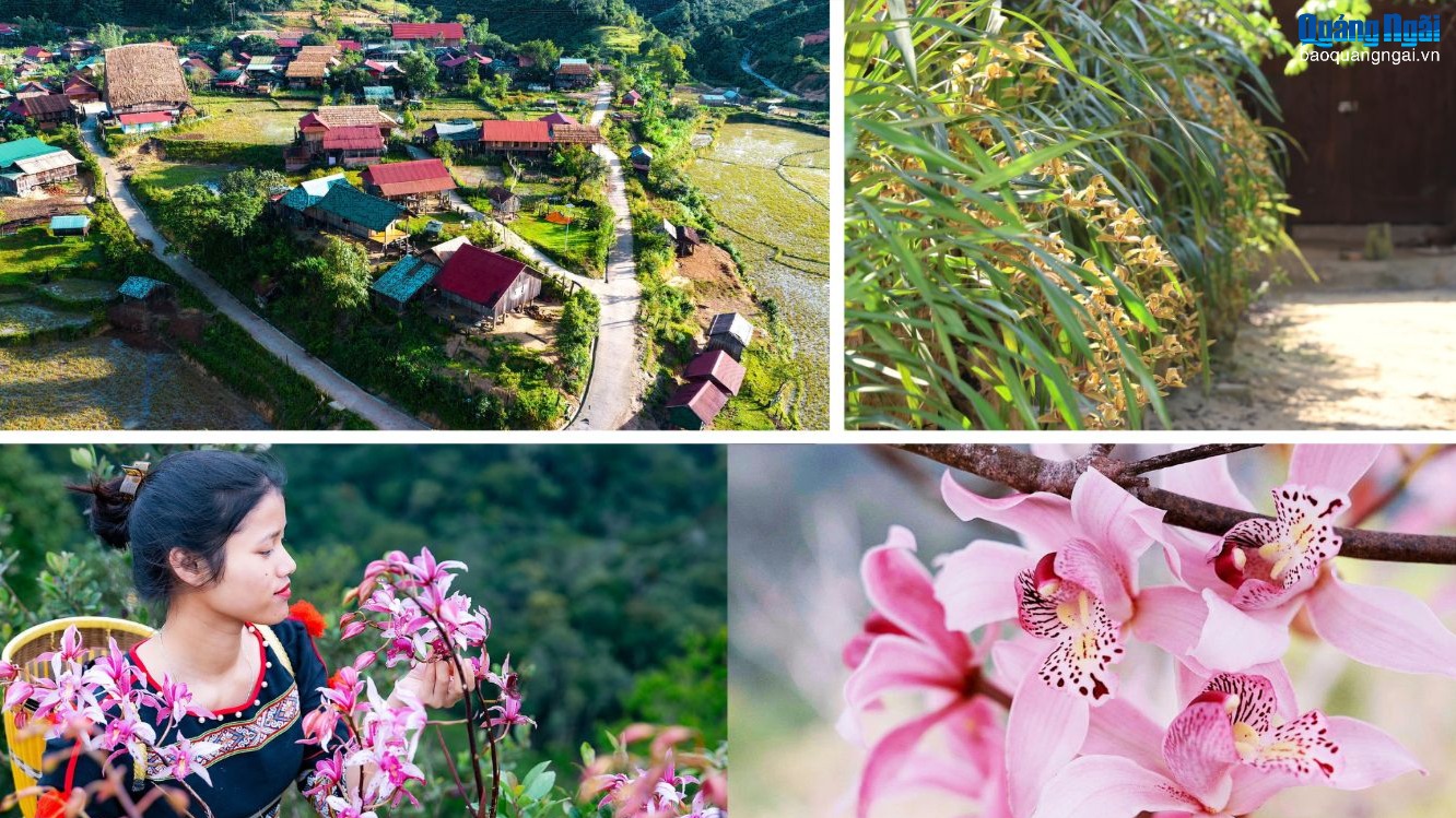 Rực sắc địa lan giữa đại ngàn