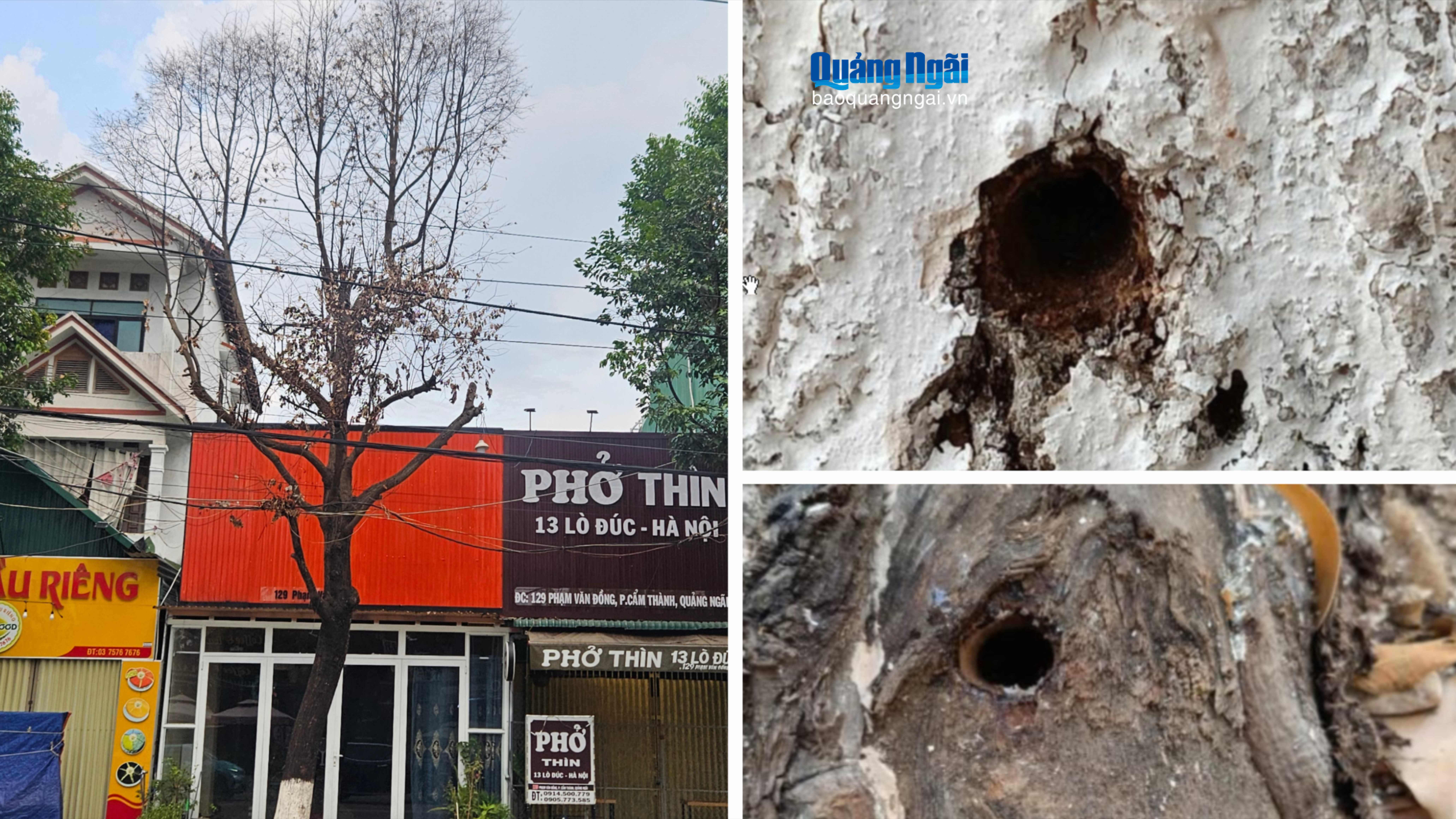 Nhiều cây xanh đô thị trên địa bàn phường Cẩm Thành bị khoan lỗ, gọt vỏ