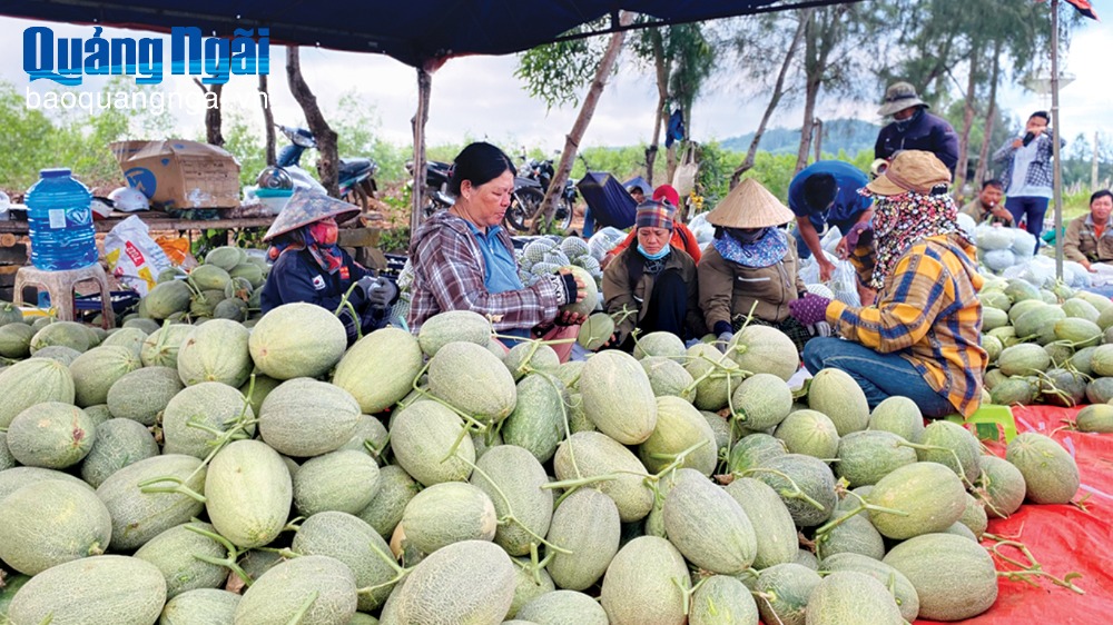 Triển vọng vùng chuyên canh dưa lưới