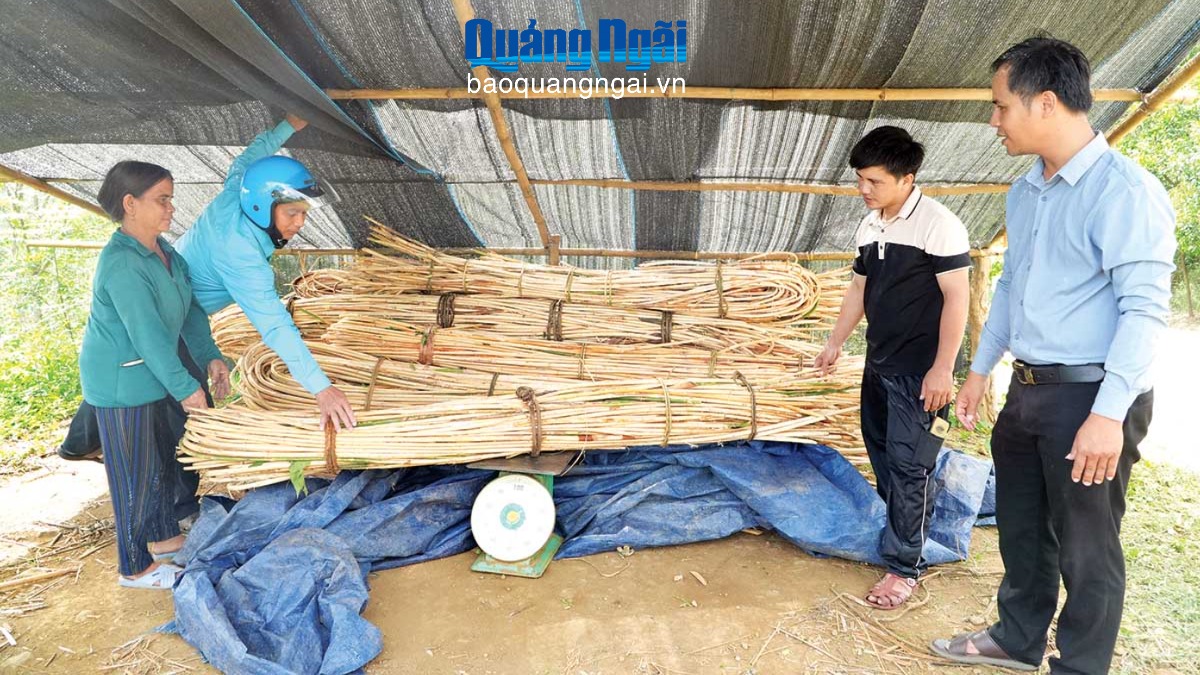 Phát triển kinh tế gắn với bảo vệ rừng