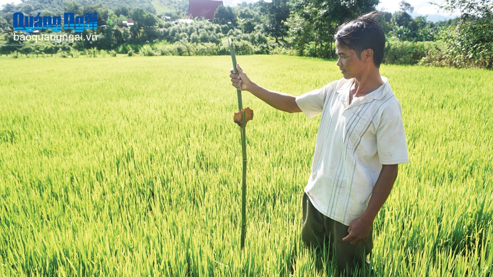 Lễ hội Lúa non - Sắc màu văn hóa của người Xơ Đăng