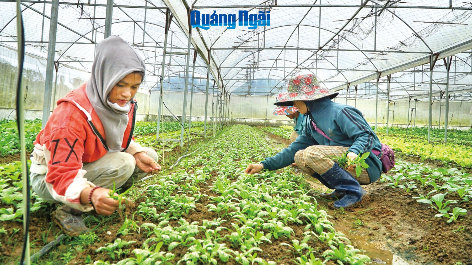 Liên kết sản xuất mở hướng thoát nghèo