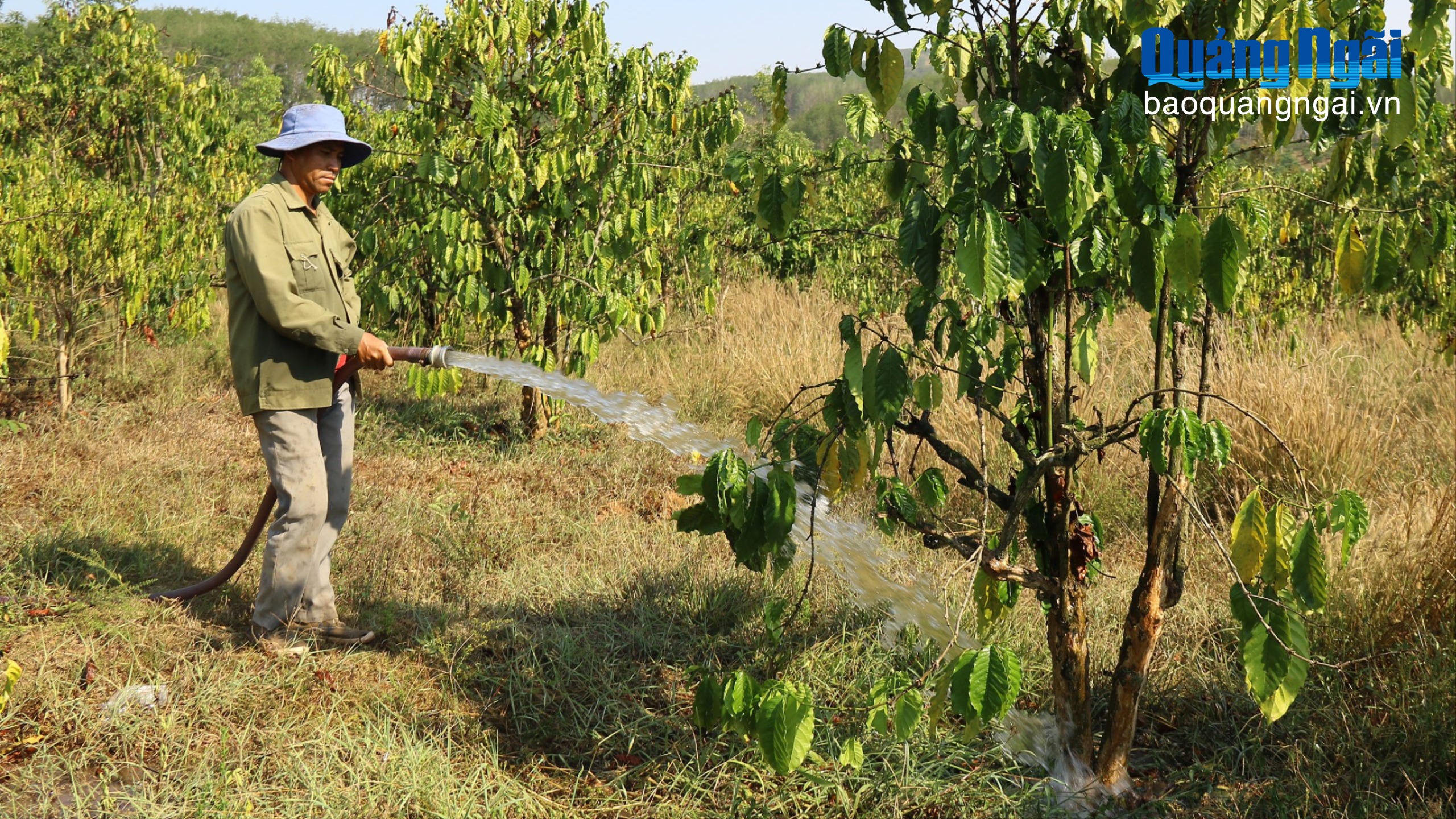 Người trồng cà phê thích ứng với giá dầu biến động
