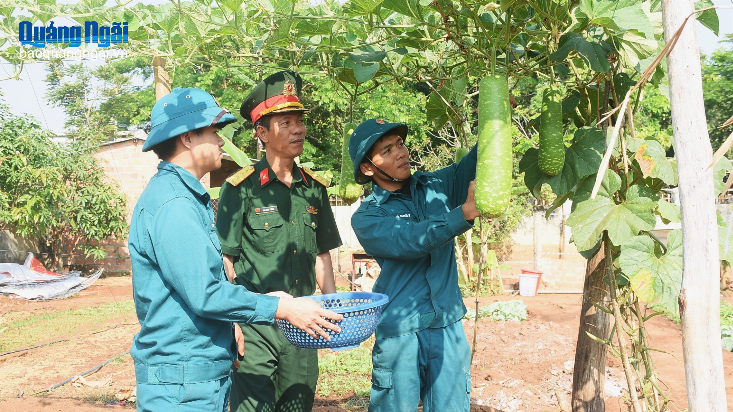 Dân quân thường trực tăng gia sản xuất