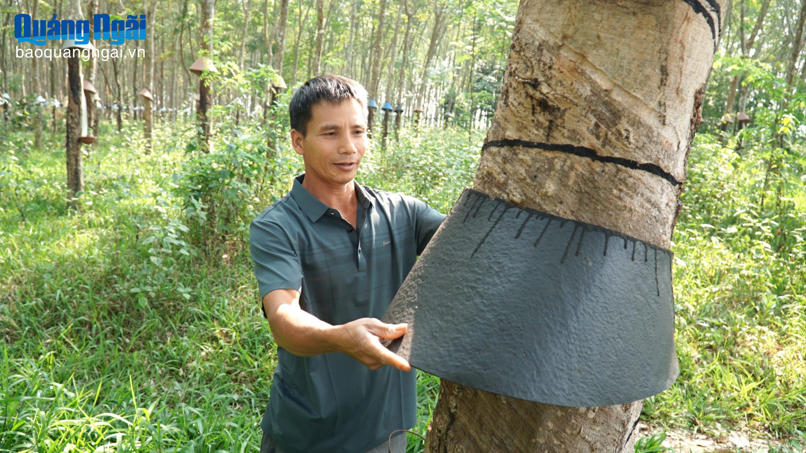 Điểm tựa từ cây trồng thế mạnh