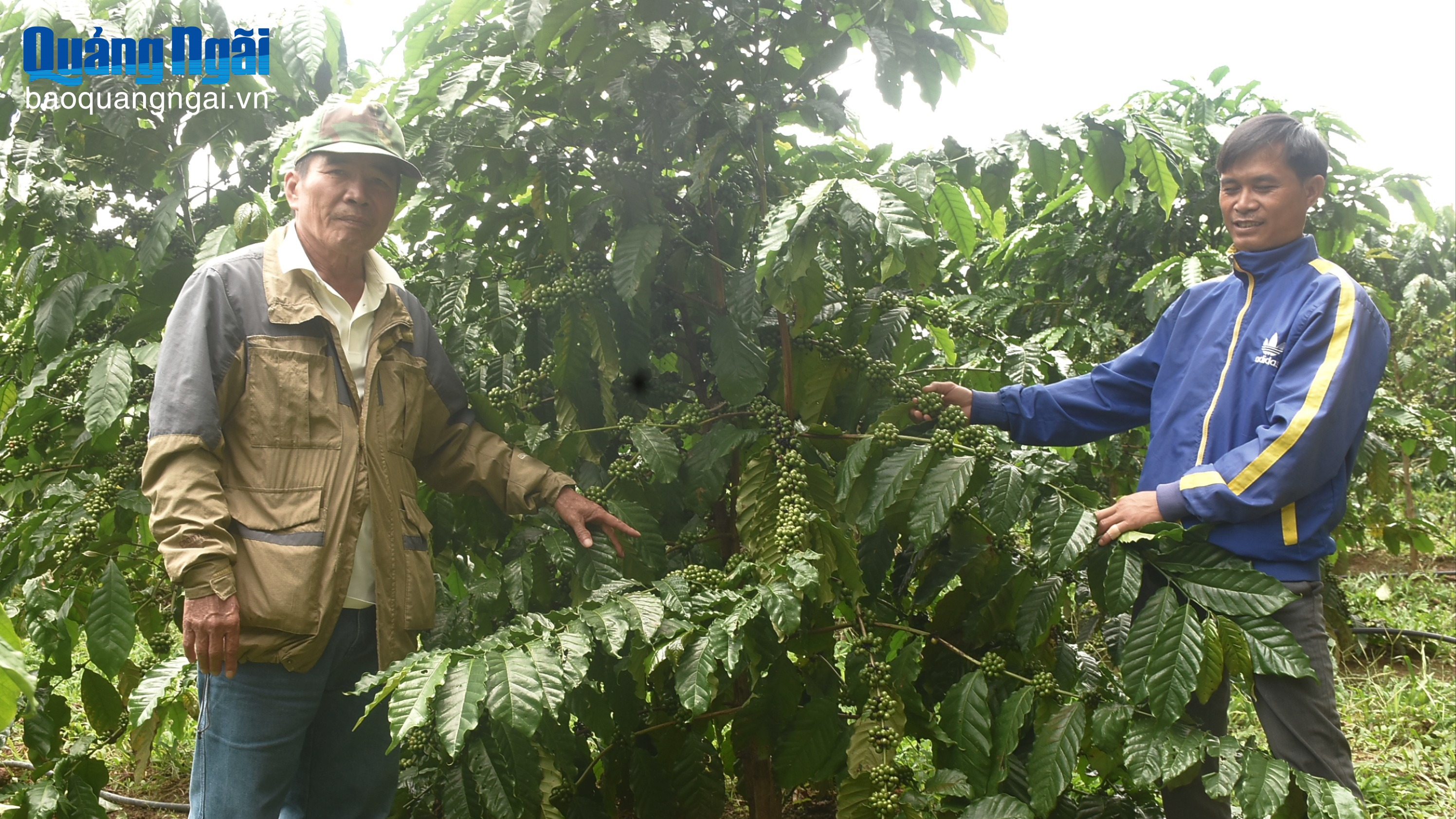 Hiệu quả từ trồng cà phê lười