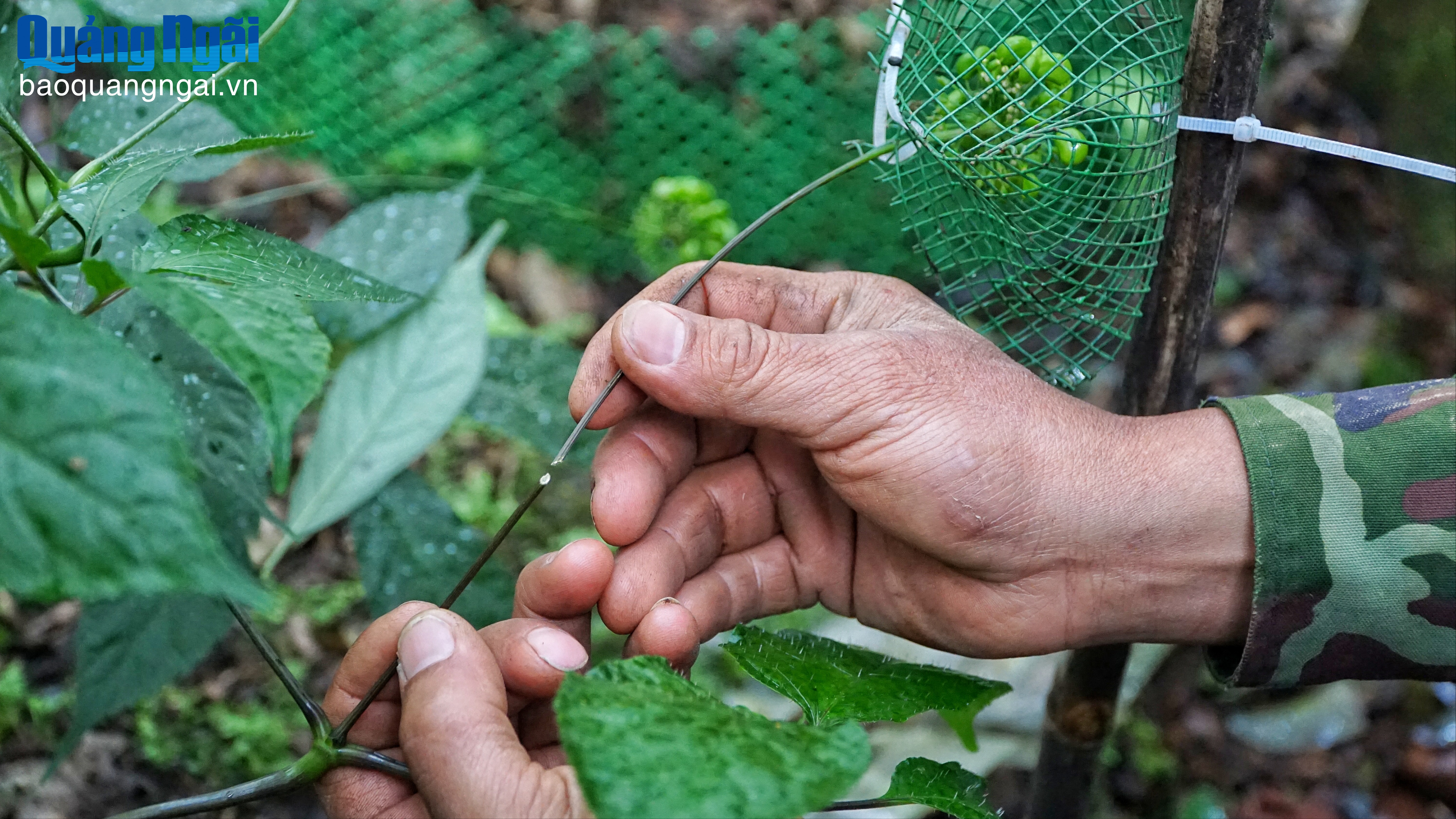 Người trồng sâm bị “thiệt hại kép”