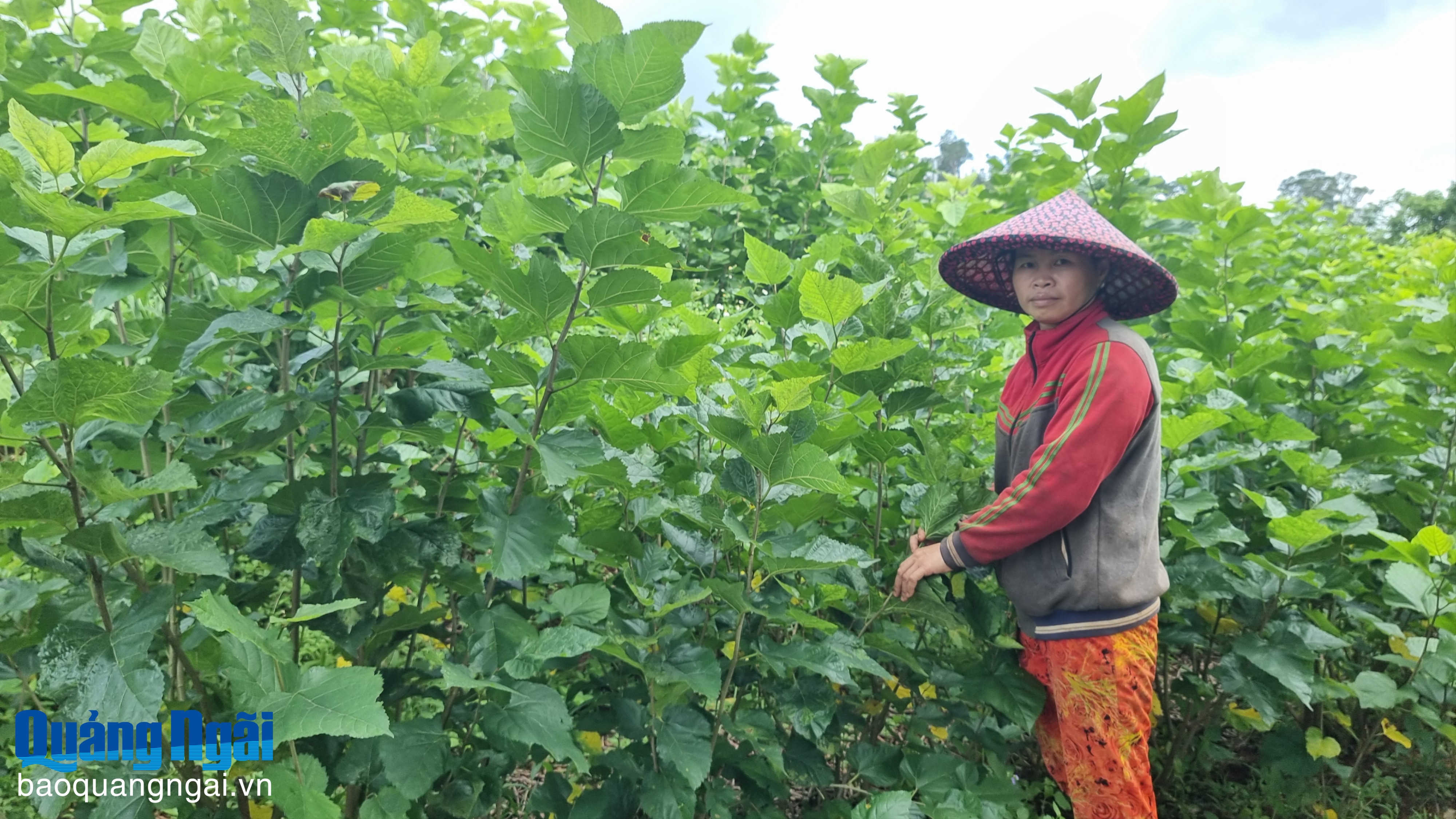 Phát triển kinh tế từ trồng dâu, nuôi tằm