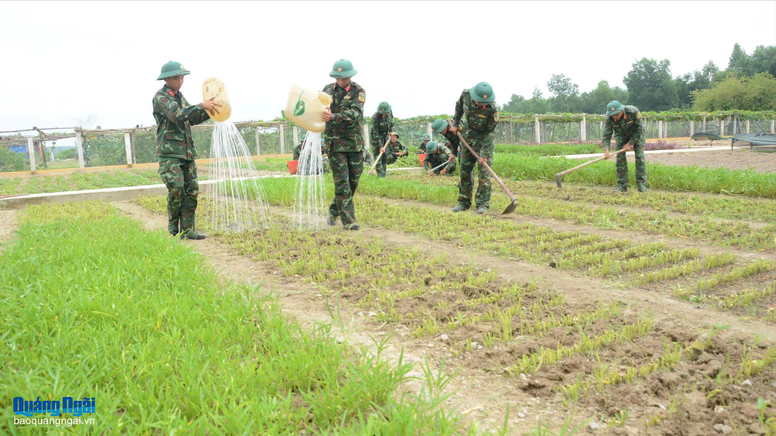 Tăng gia sản xuất ở Trung đoàn Bộ binh 887
