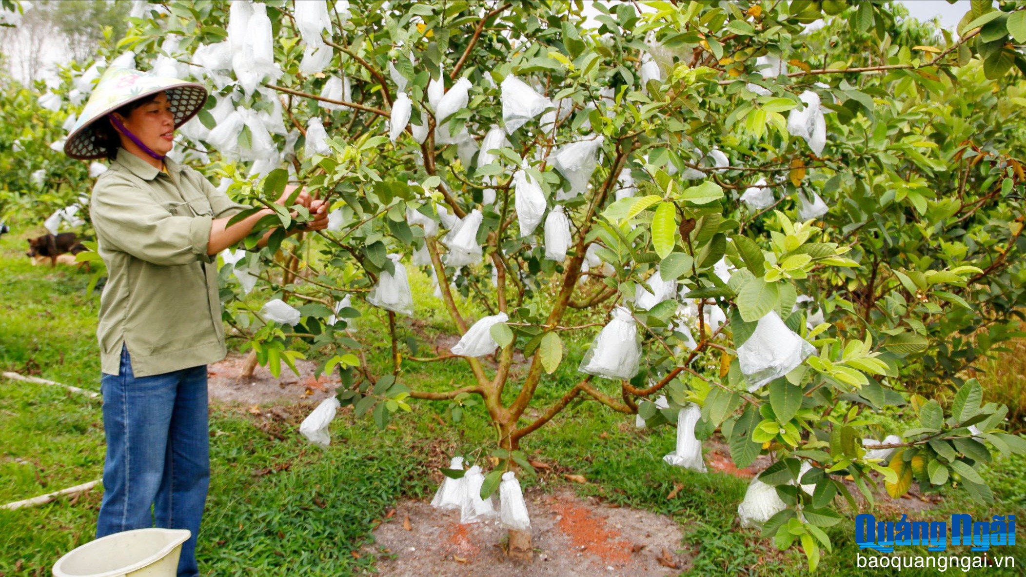 Tạo nguồn vốn giúp nhau phát triển kinh tế