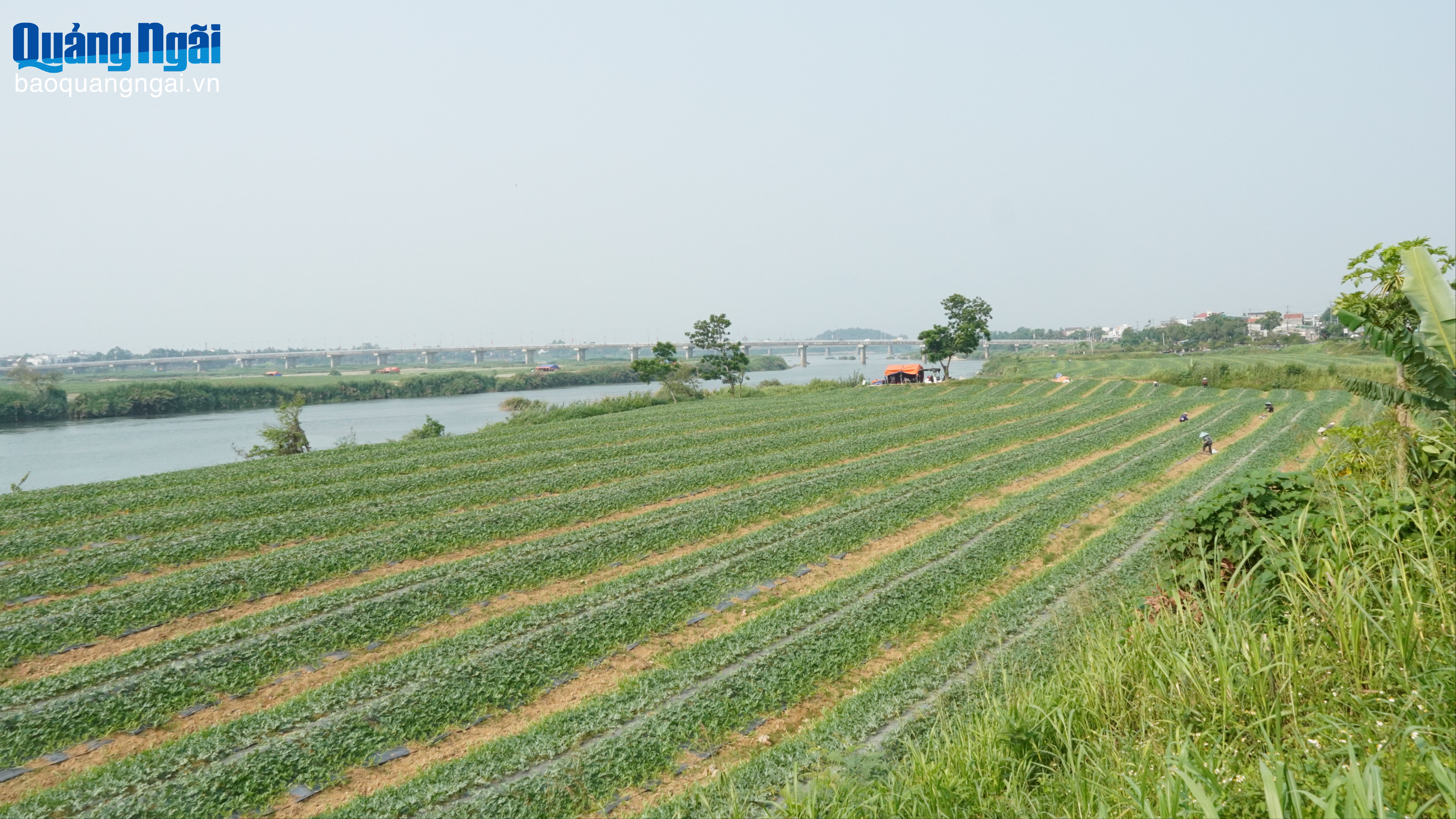 Mai này, bãi bồi chỉ còn trong ký ức