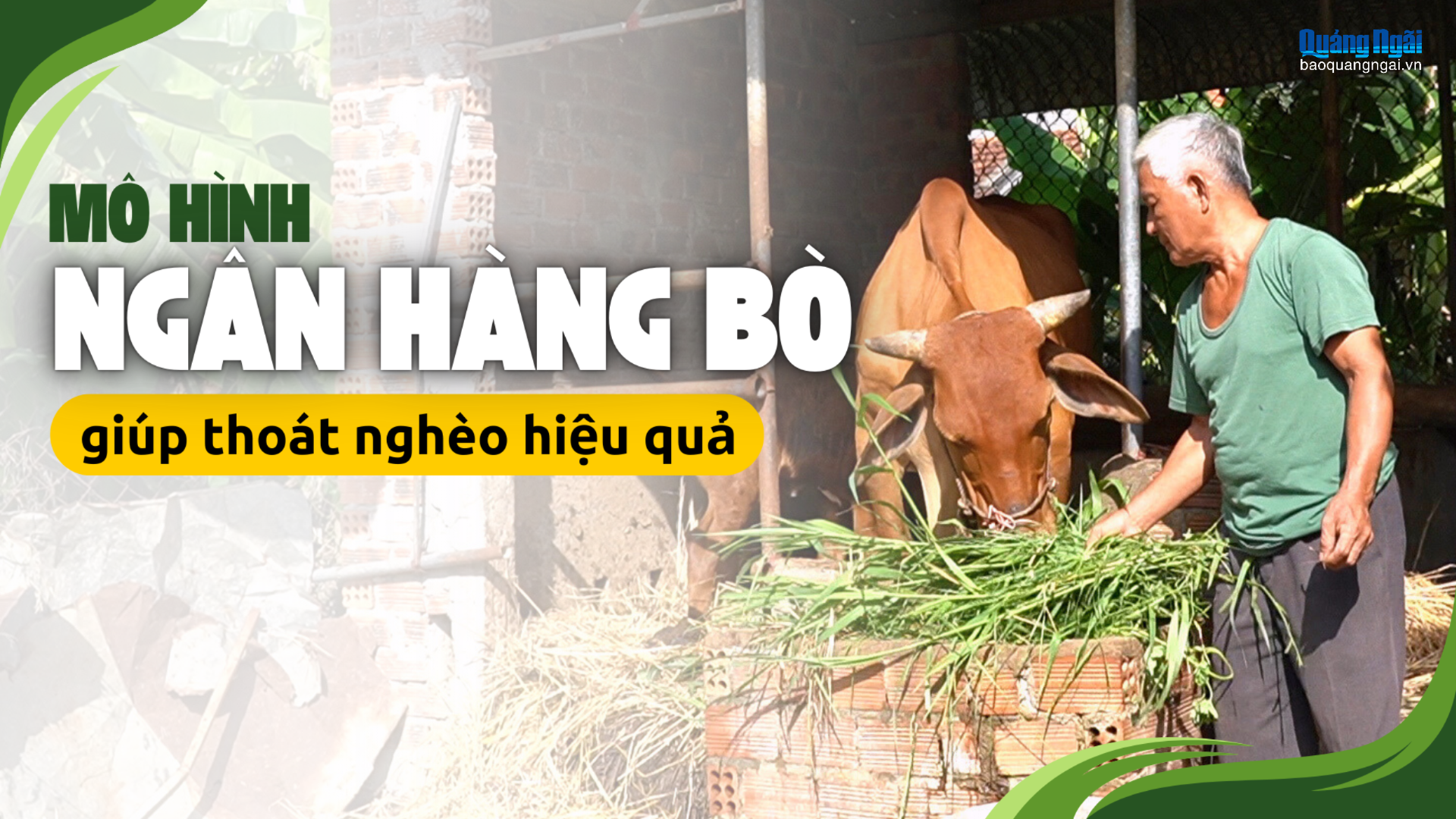 [Video]. Mô hình Ngân hàng bò, giúp thoát nghèo hiệu quả