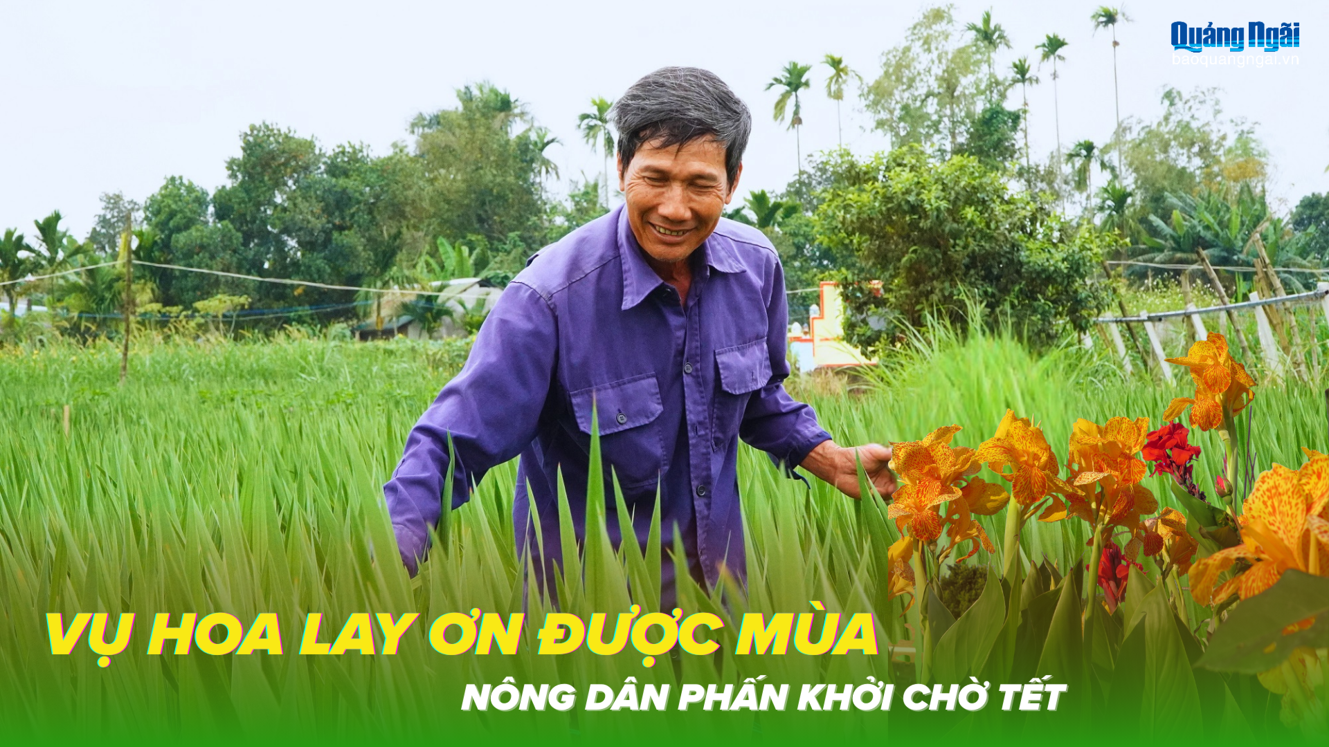 Vụ hoa lay ơn được mùa, nông dân phấn khởi chờ Tết