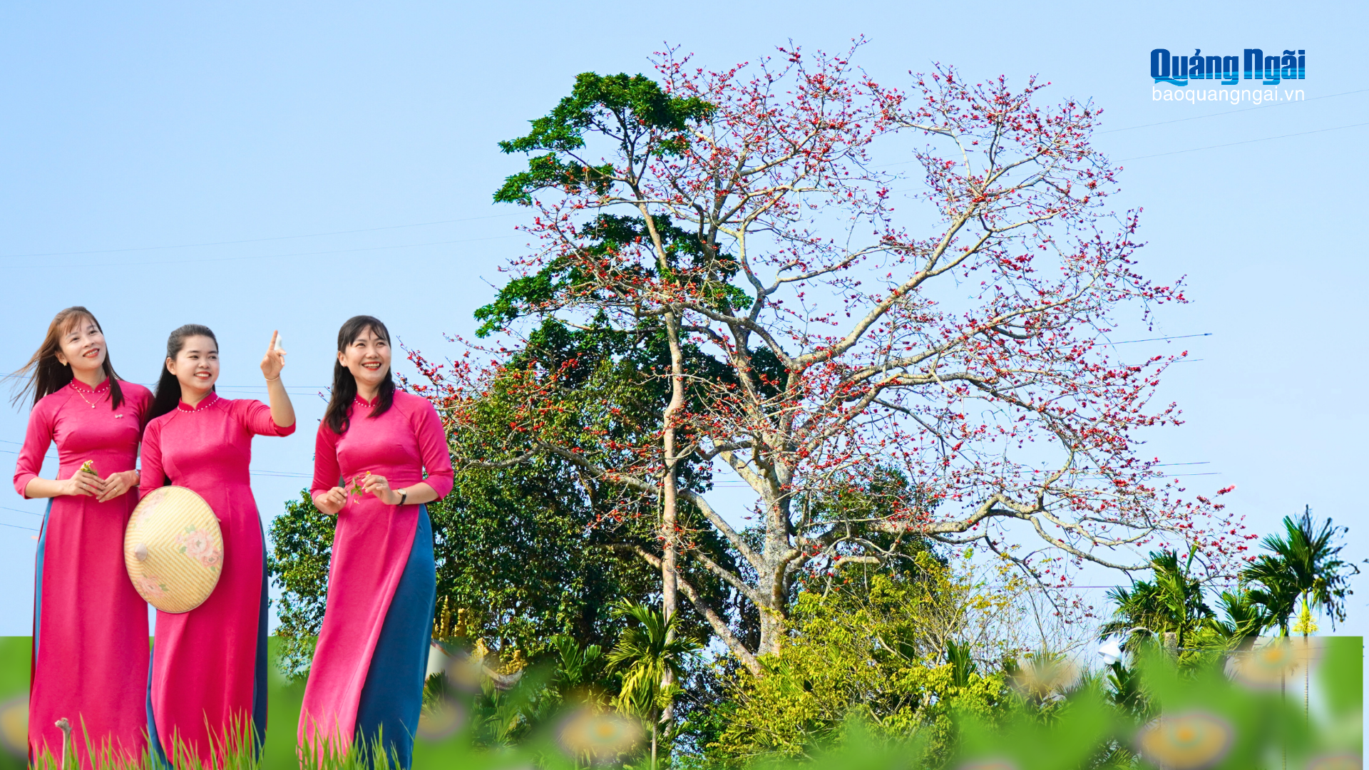 Cây gạo trăm tuổi nở rực ở Trà Giang