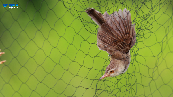 Kiểm soát, ngăn chặn săn bắt chim yến trái phép