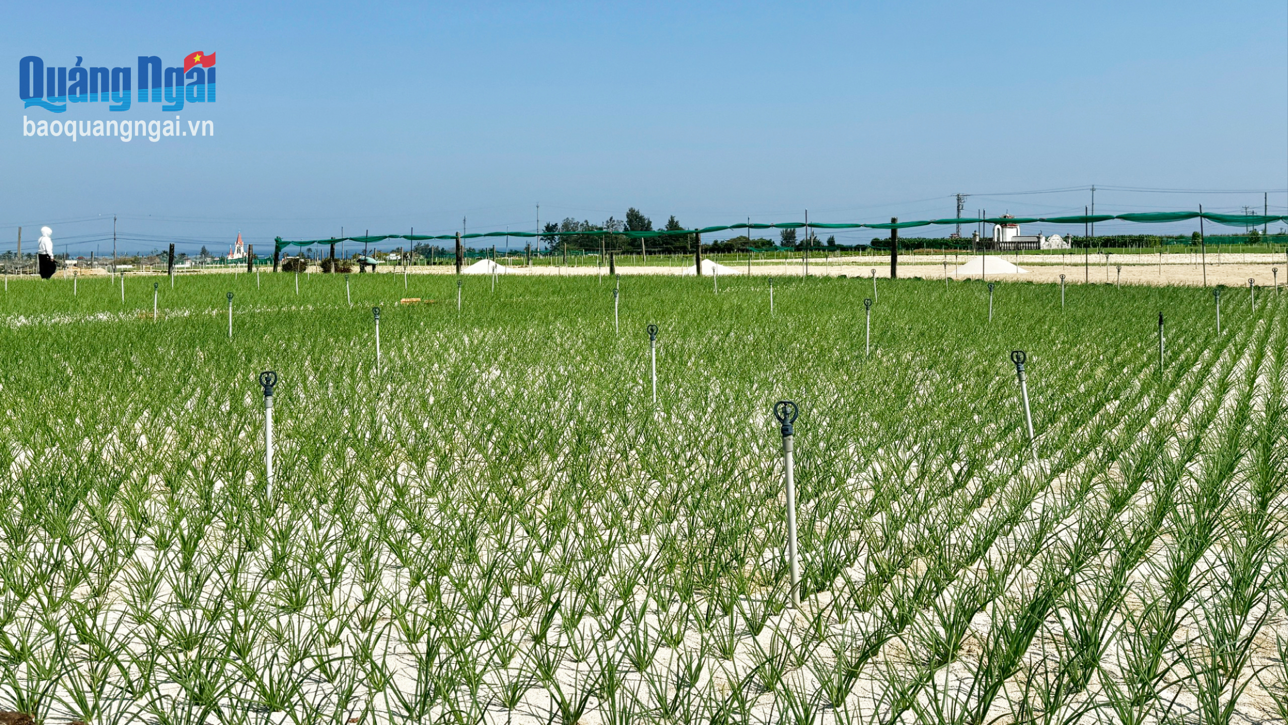 Người dân Lý Sơn đầu tư hệ thống tưới hiện đại, tiết kiệm nước