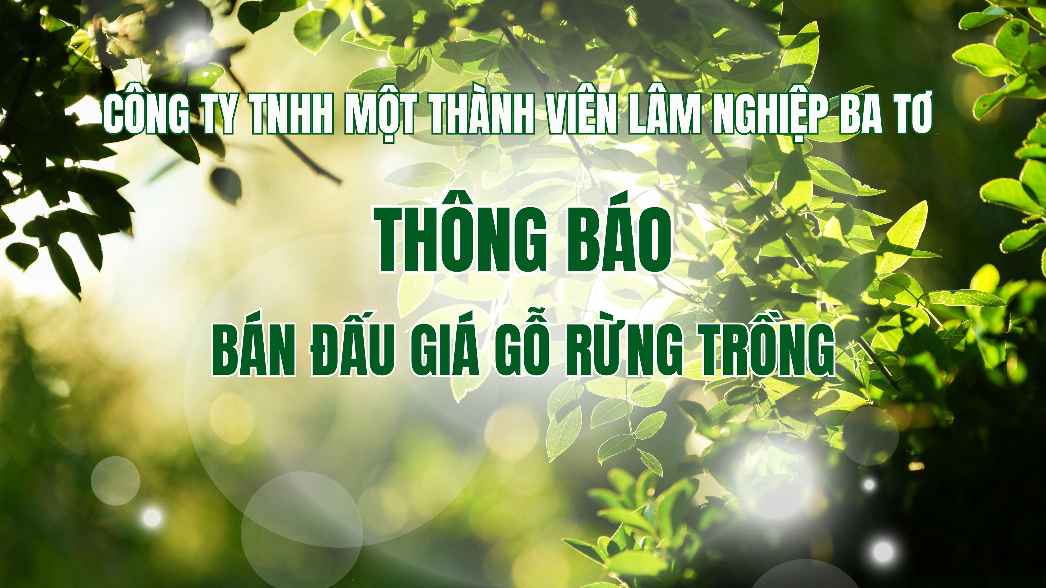 Công ty TNHH một thành viên Lâm nghiệp Ba Tơ thông báo bán đấu giá gỗ rừng trồng (lần 3)