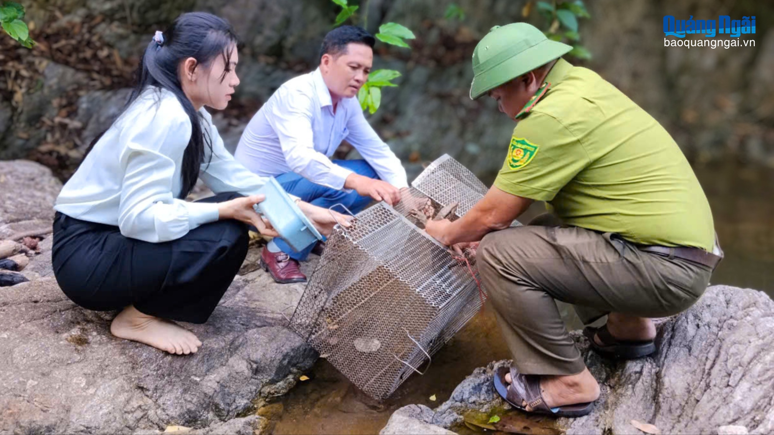 Một cá thể kỳ đà vân quý hiếm được thả về rừng
