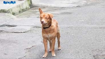 Bốn người bị chó nghi dại tấn công được tiêm phòng đầy đủ