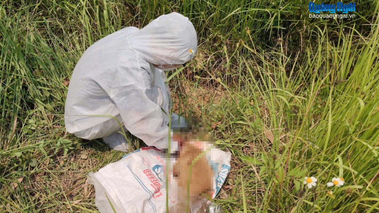 Chó tấn công người ở xã Sơn Tịnh bị bệnh dại