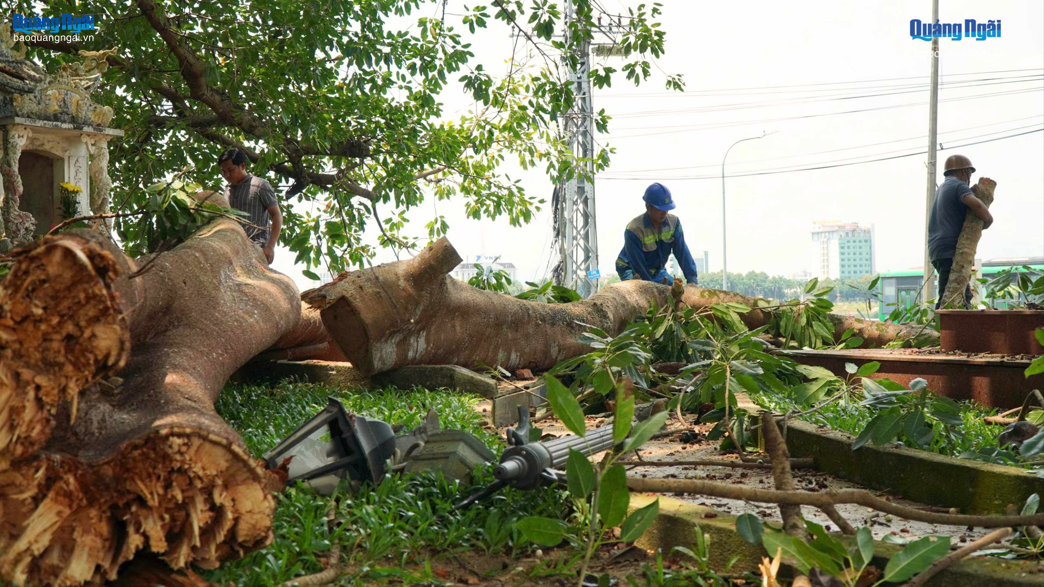 Khắc phục sự cố nhánh cây đa di sản bị gãy