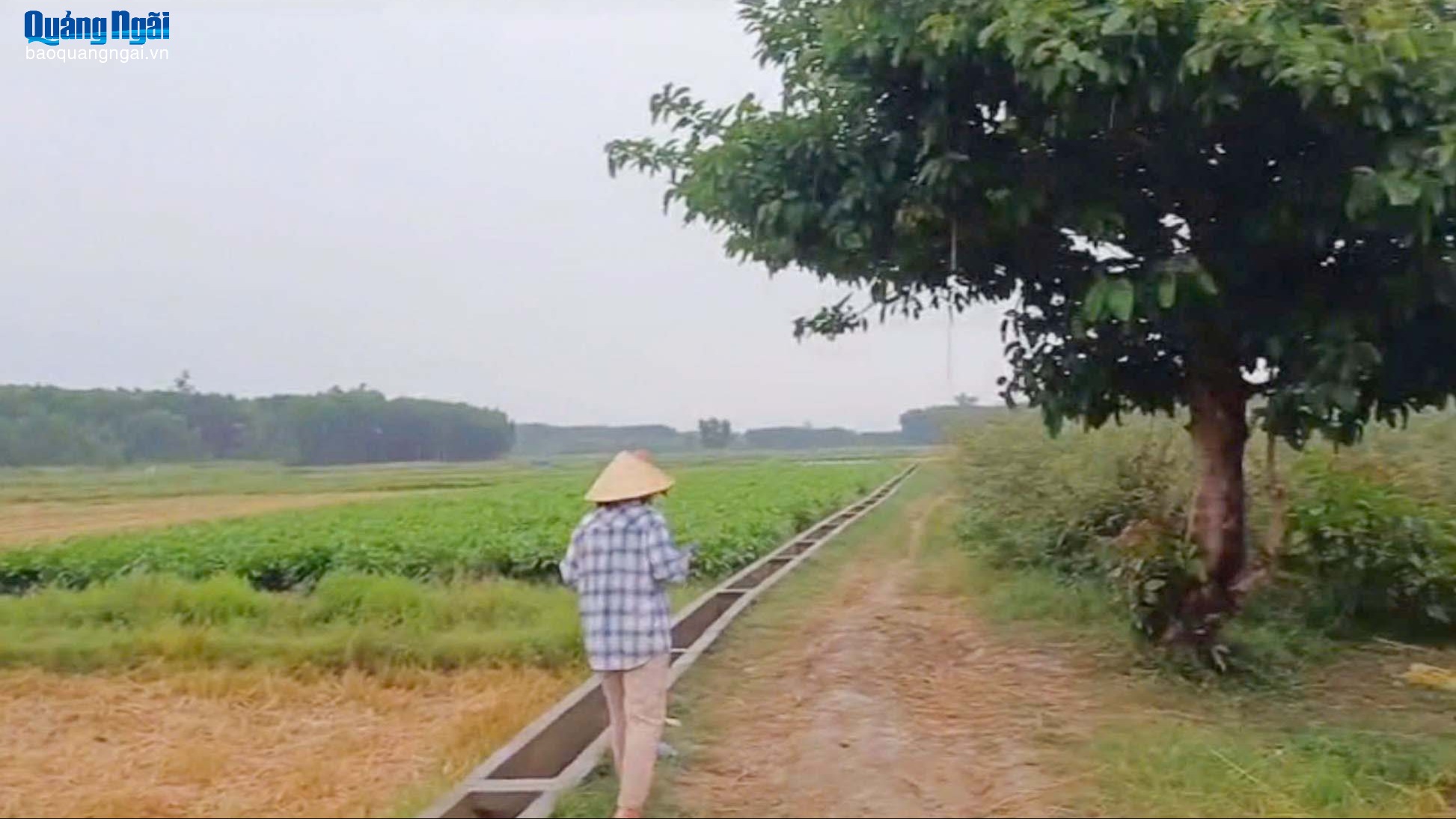 Người đàn ông tử vong do sét đánh ngoài đồng