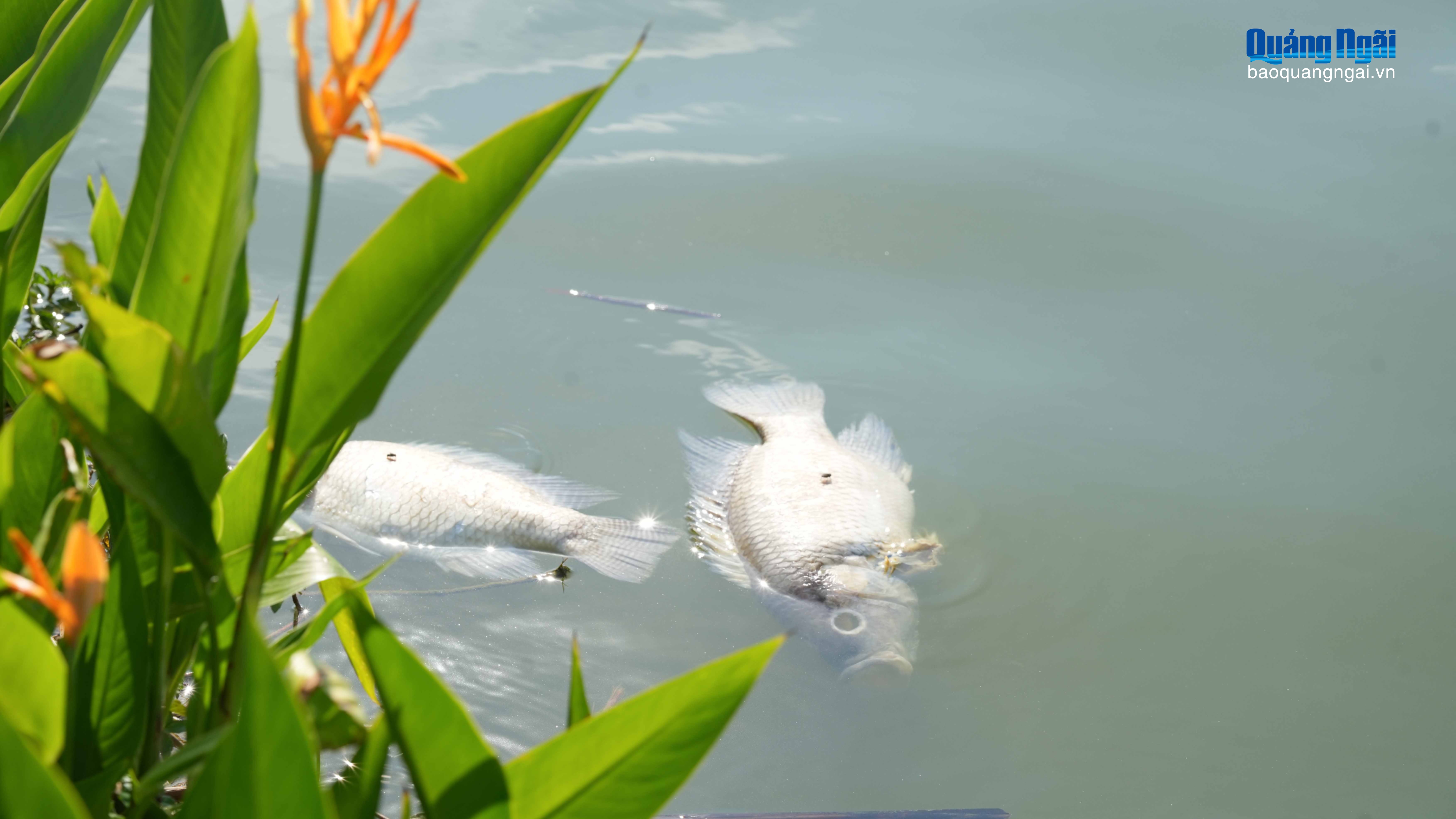Cá chết hàng loạt ở hồ sinh thái khu dân cư 577